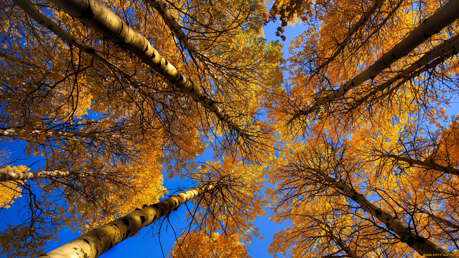 природа, деревья, небо, дерево, ствол, крона, листья, осень
