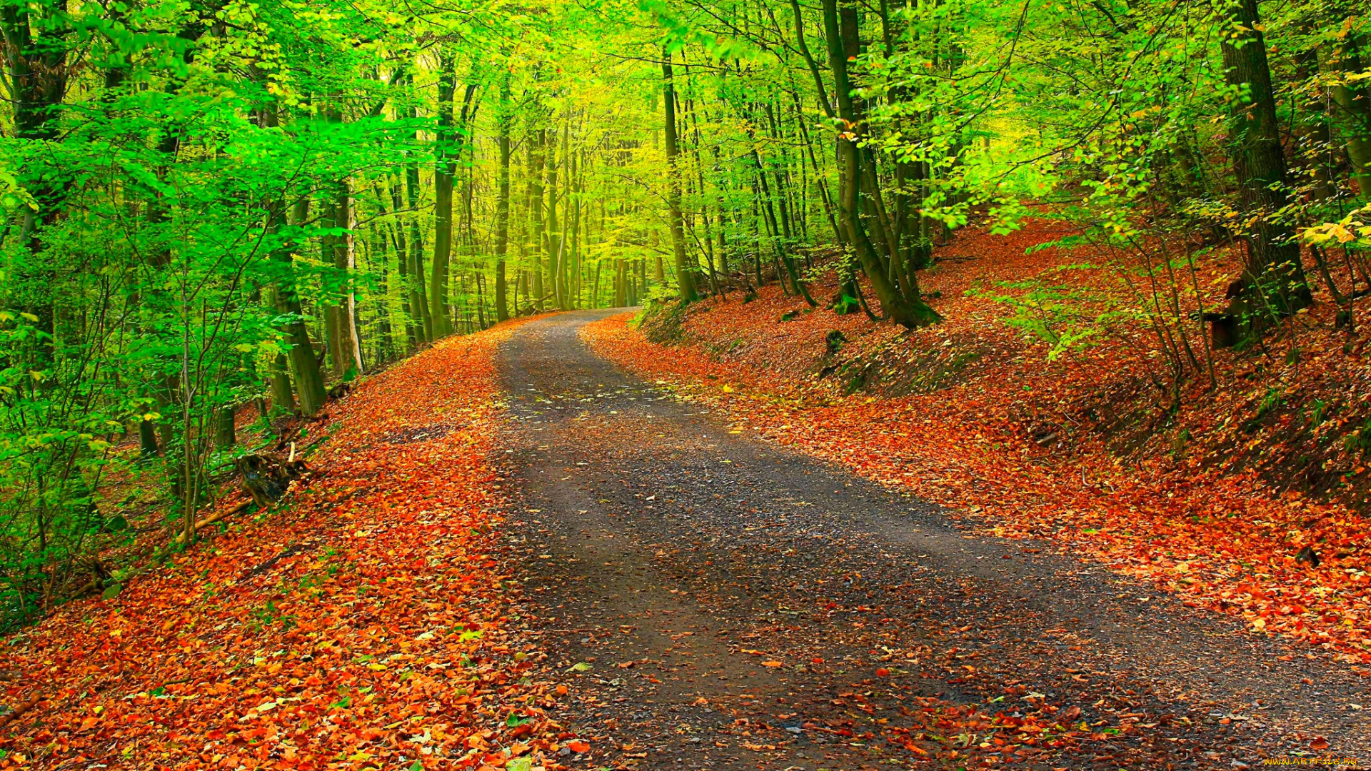 природа, дороги, листья, лес, деревья, осень