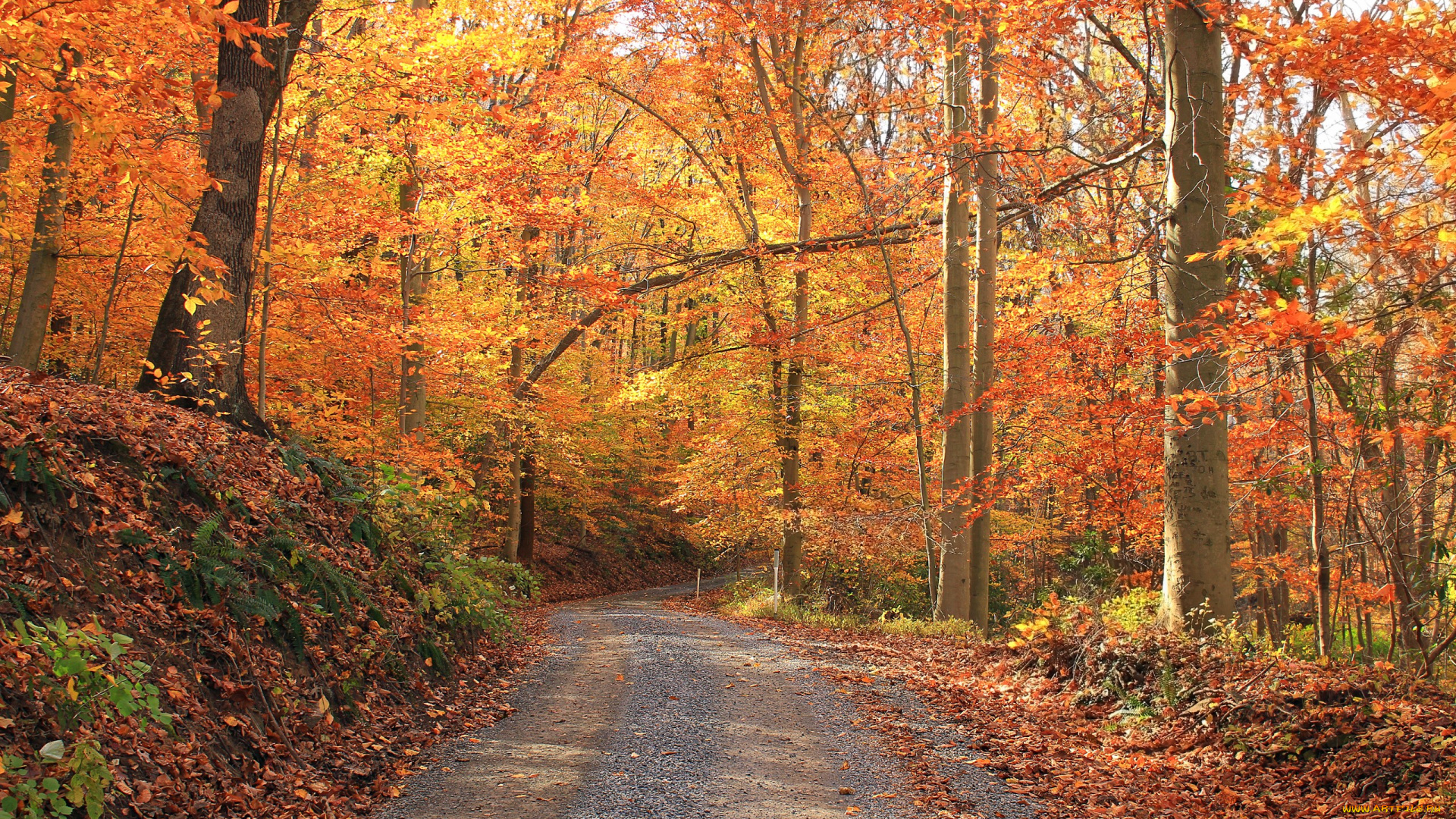 природа, дороги, листья, осень, дорога, деревья, лес