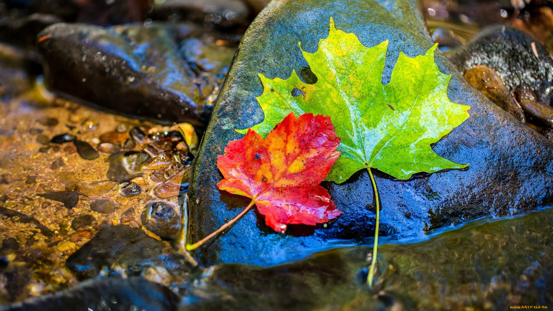 природа, листья, камни, осень, вода, мокрый, клен