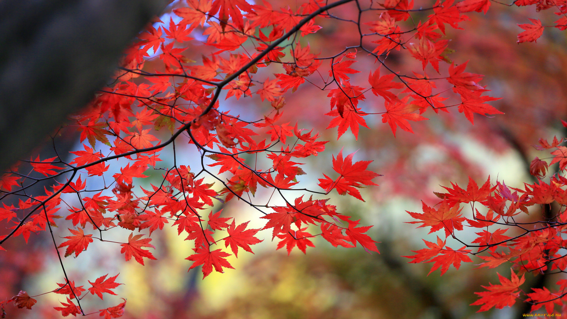 природа, листья, клен, дерево, багрянец, осень, ветка
