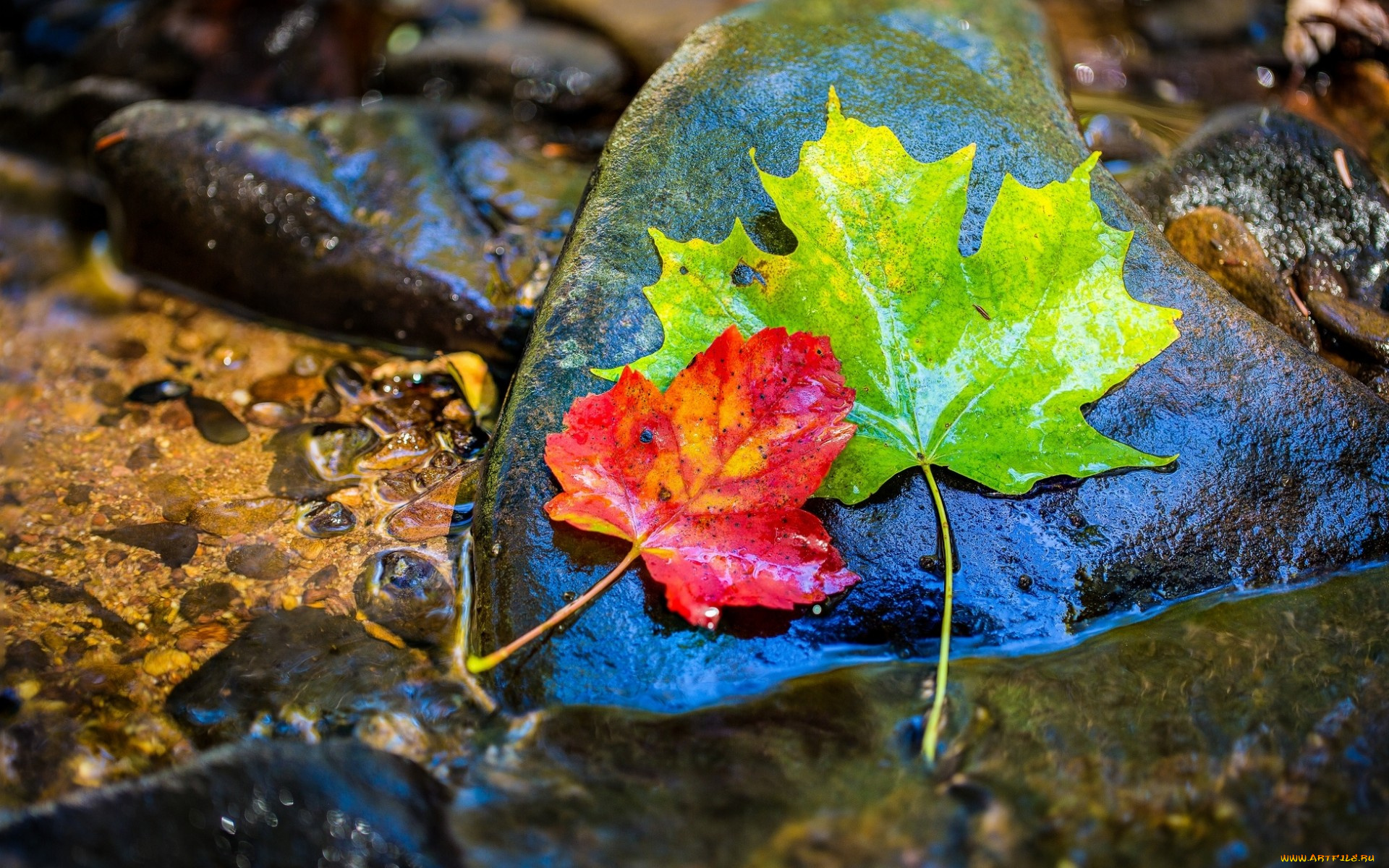 природа, листья, камни, осень, вода, мокрый, клен