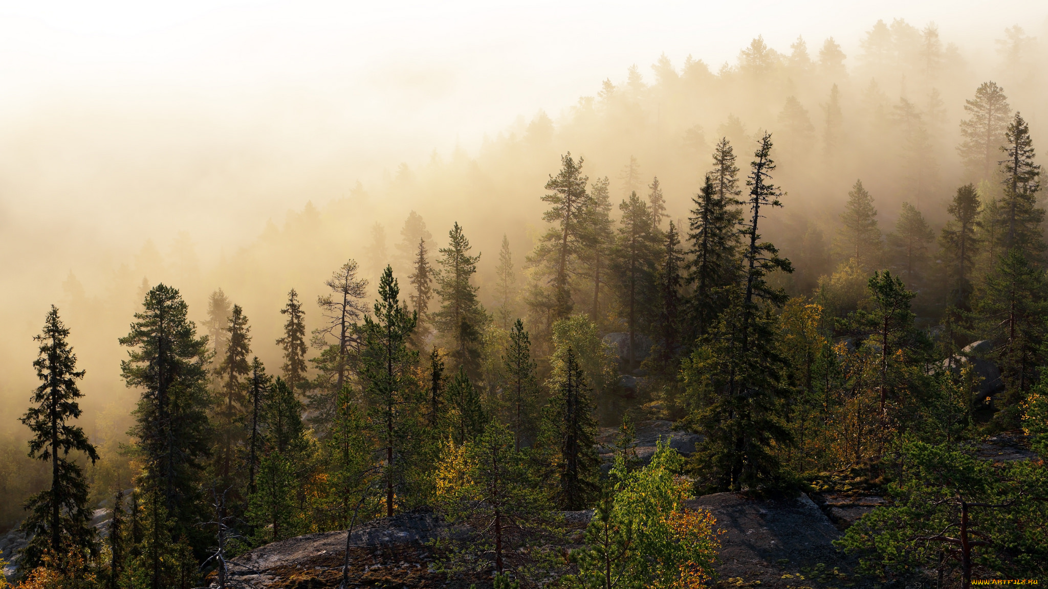 природа, лес, склон, ели, туман