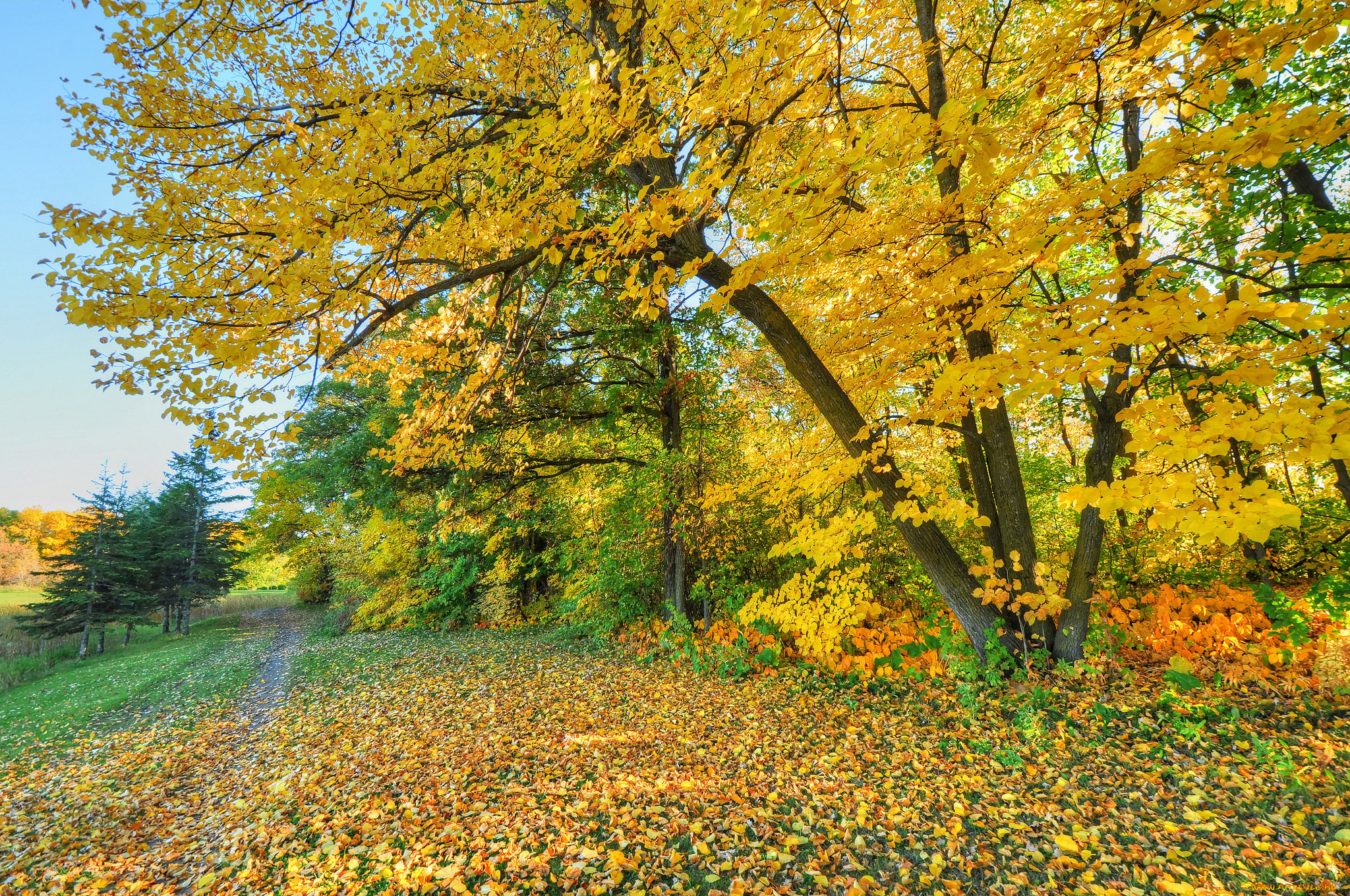 природа, дороги, осень, небо, листья, дорога, деревья, лес, парк