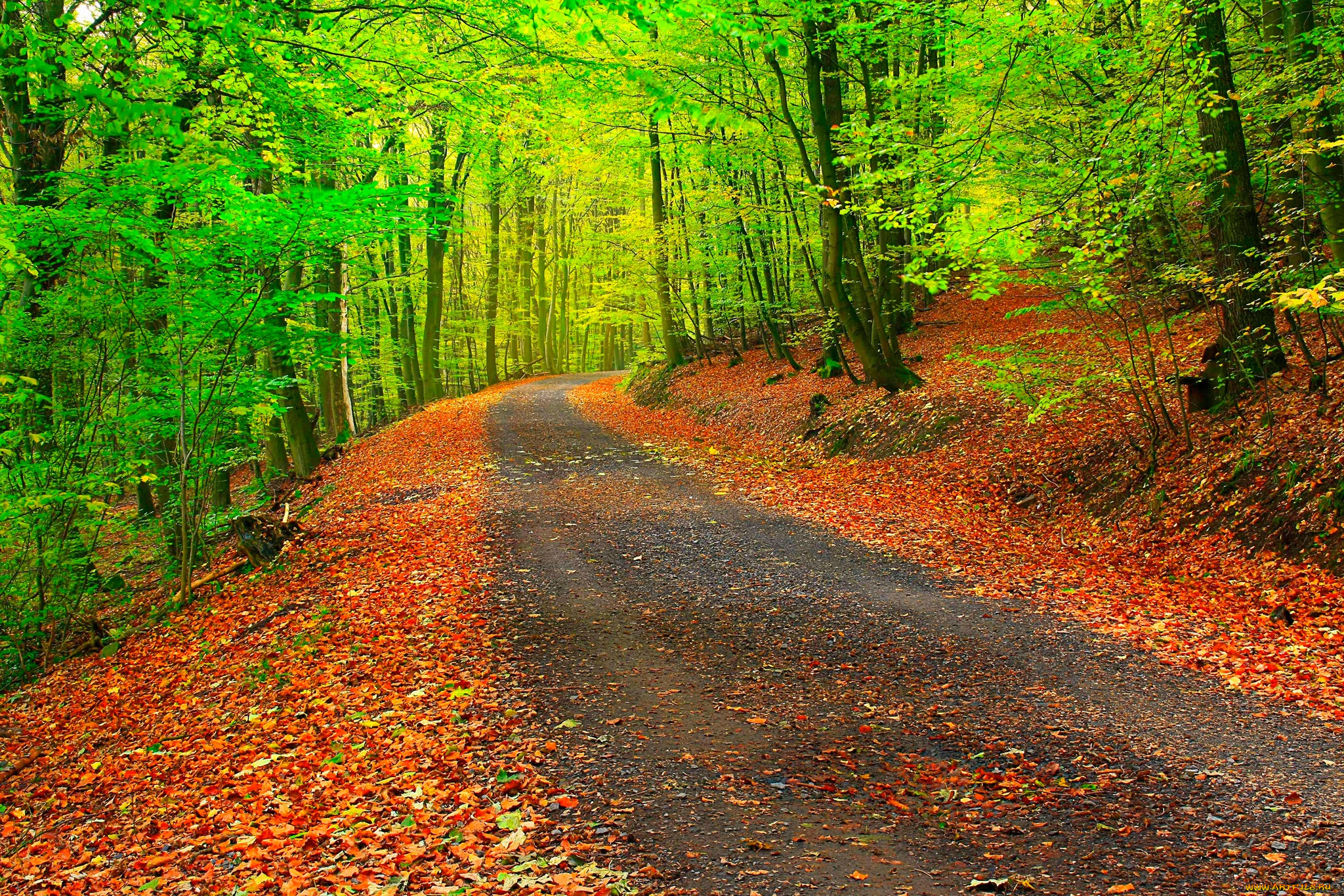 природа, дороги, листья, лес, деревья, осень