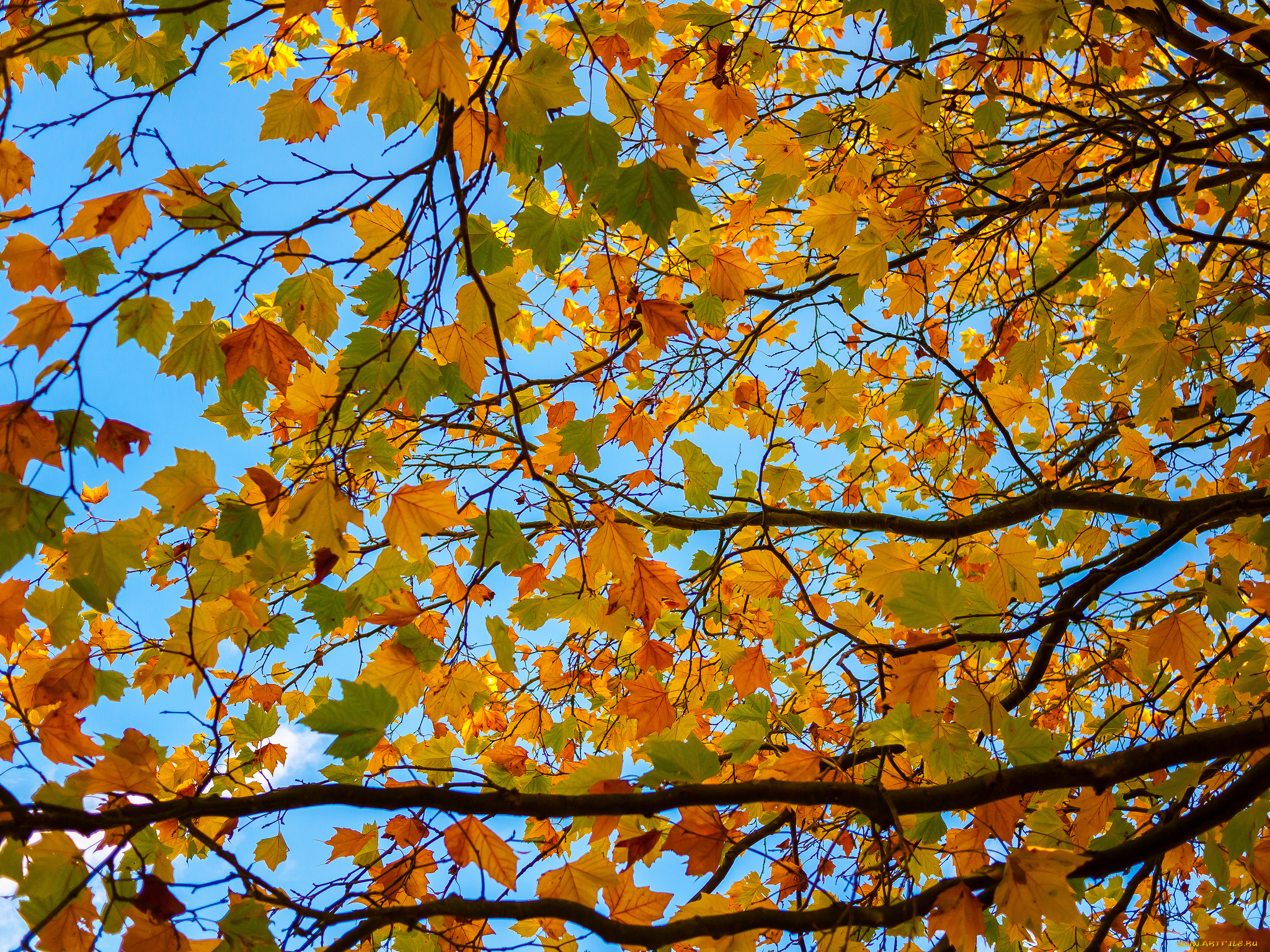 природа, листья, небо, дерево, ветки, осень