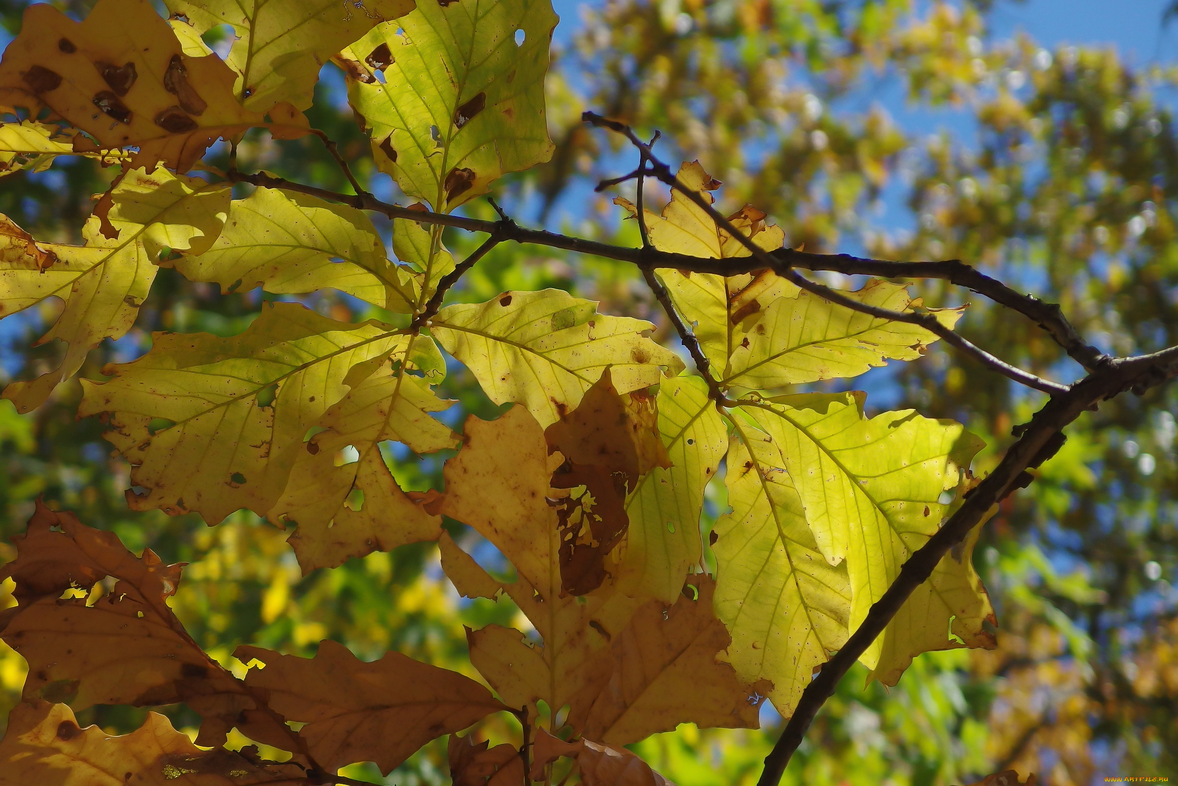 природа, листья, осень, каштан
