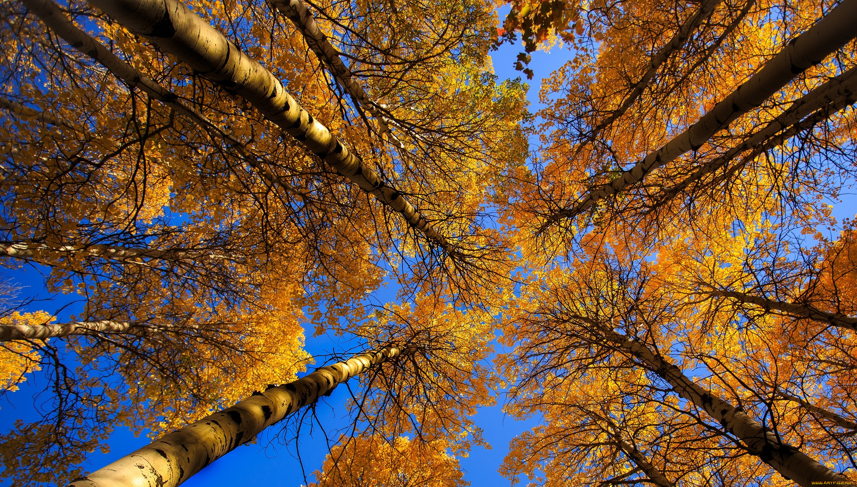 природа, деревья, небо, дерево, ствол, крона, листья, осень