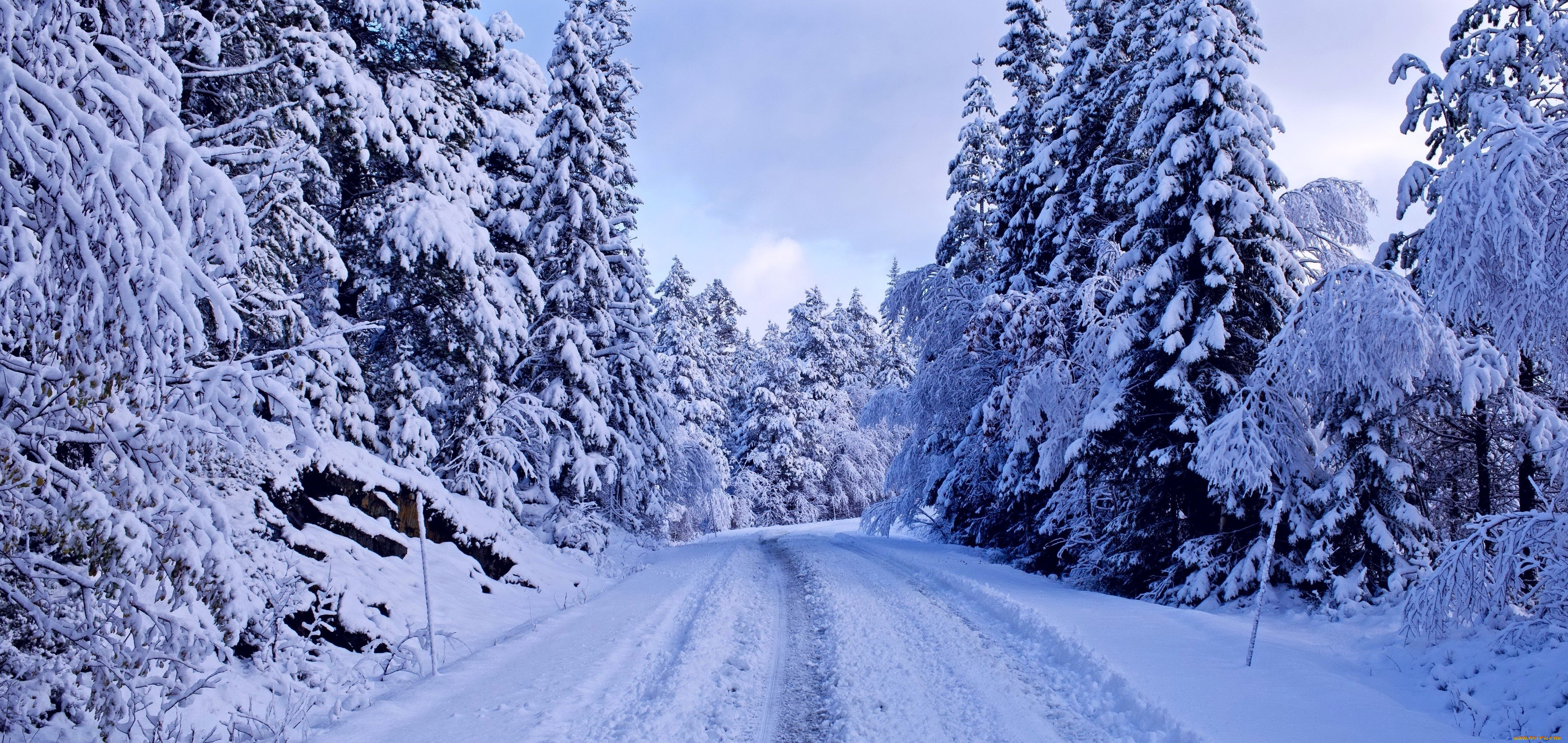 природа, зима, снег, лес, дорога, синева, ели, деревья