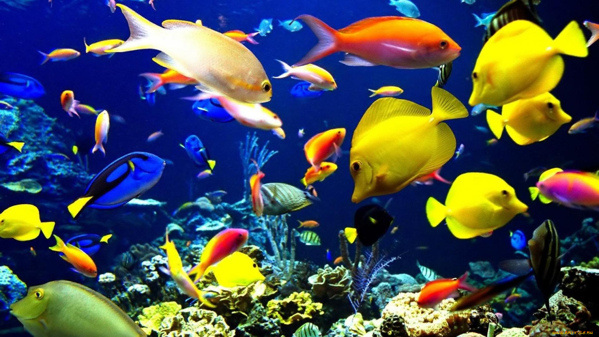 животные, рыбы, рыбки, кораллы