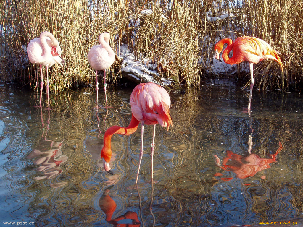 розовый, фламенго, животные, фламинго