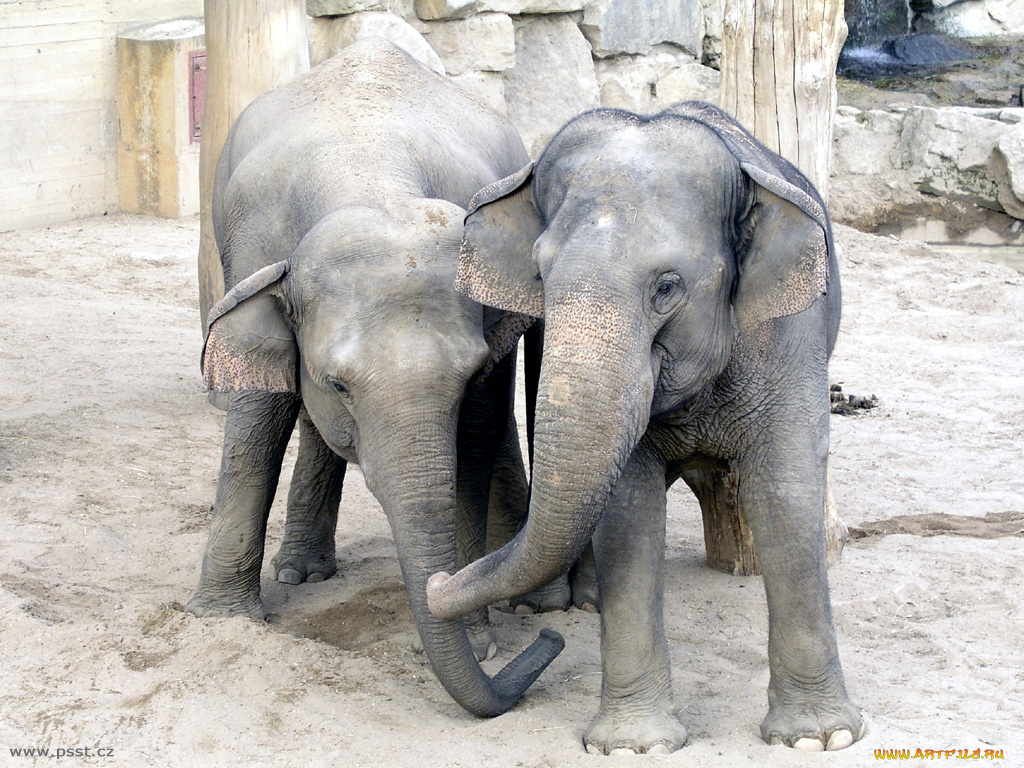 слоники, животные, слоны