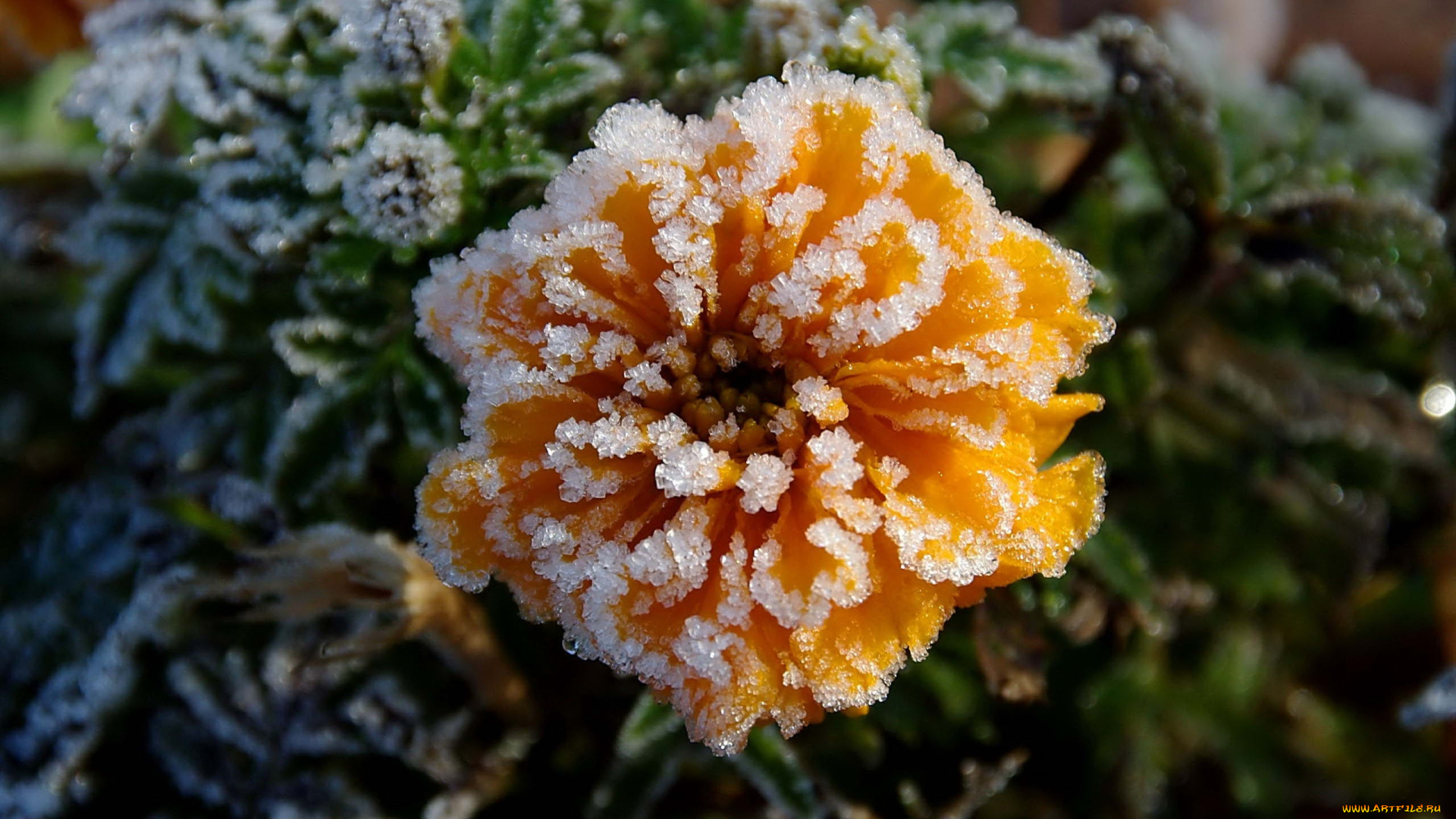 цветы, кристаллы, льда, оранжевый