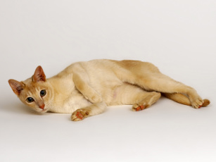 Картинка животные коты лежебока