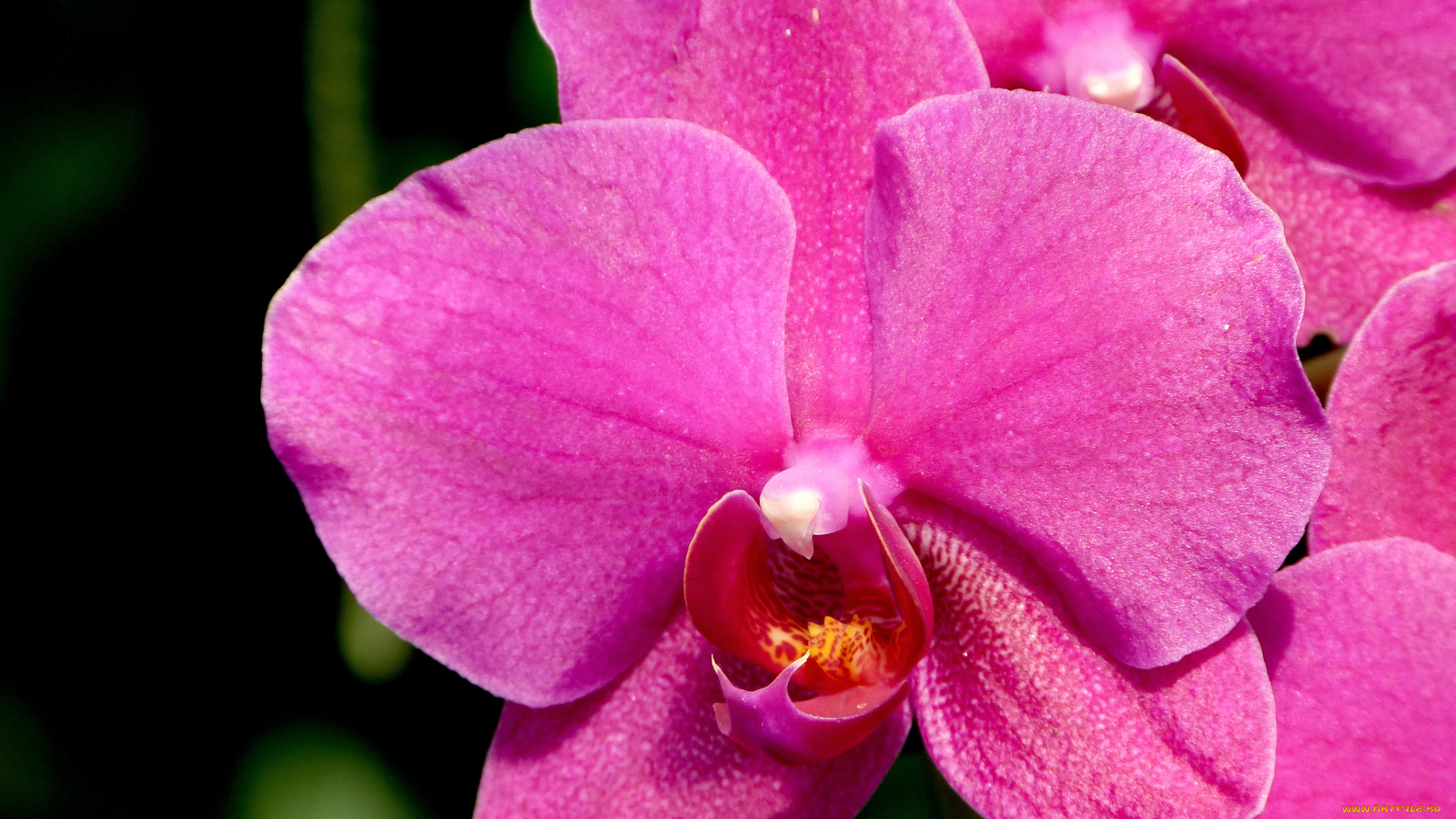 цветы, орхидеи, розовый, лепестки, макро