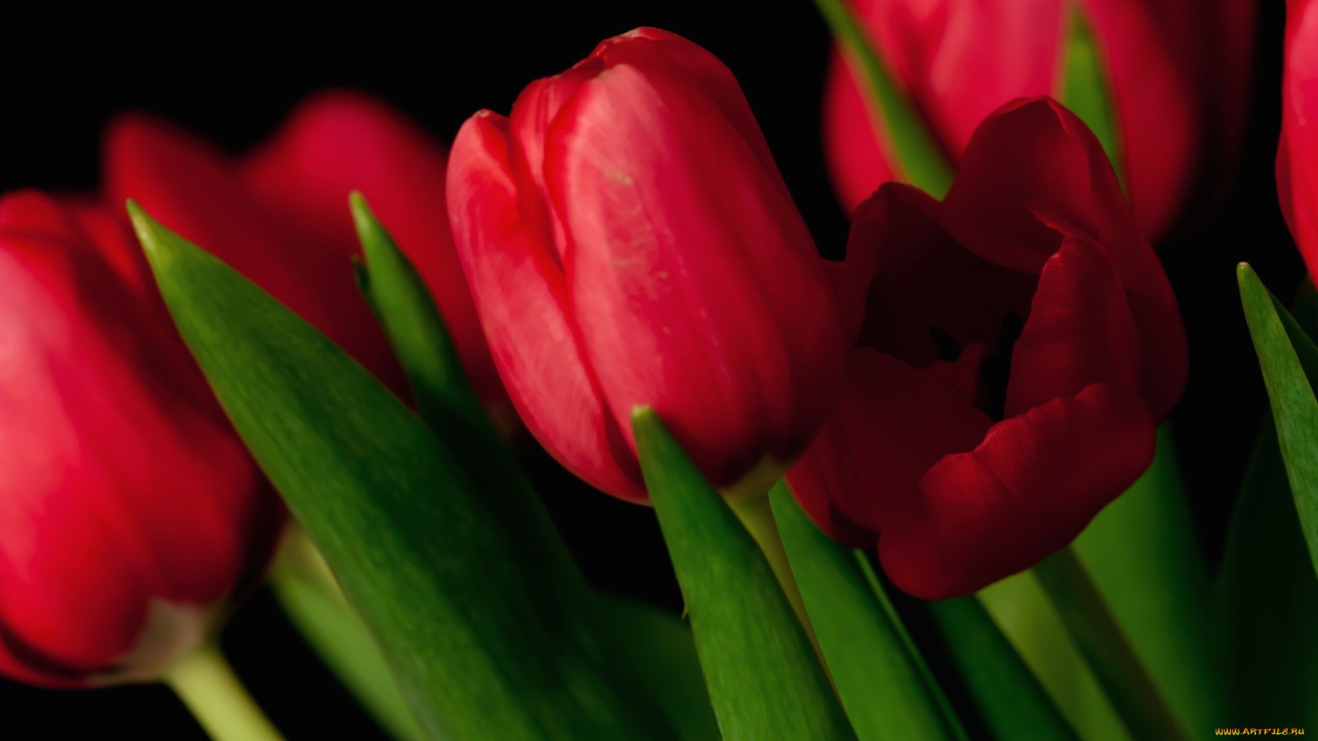 цветы, тюльпаны, красный