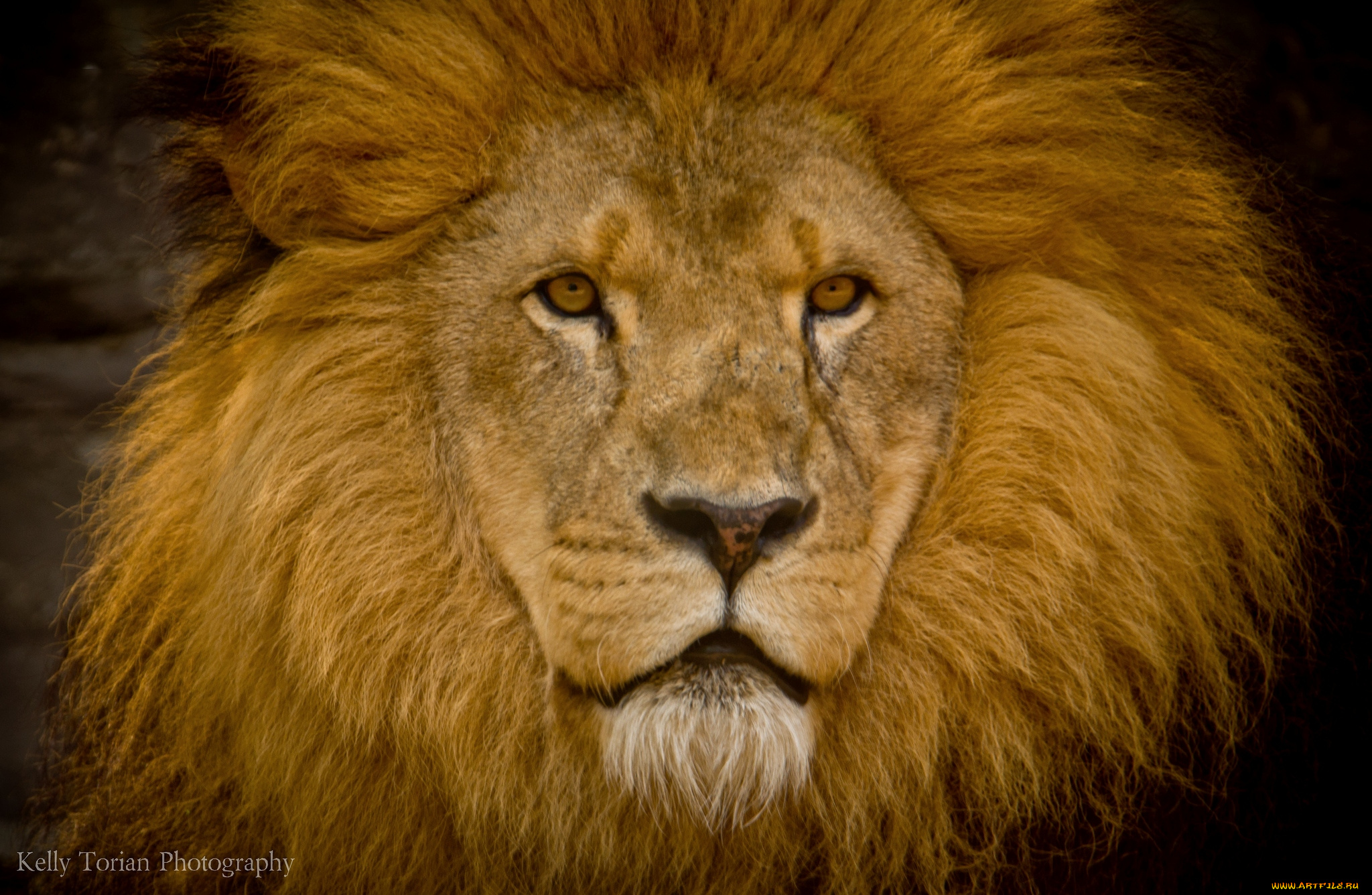 животные, львы, портрет, грива, царь