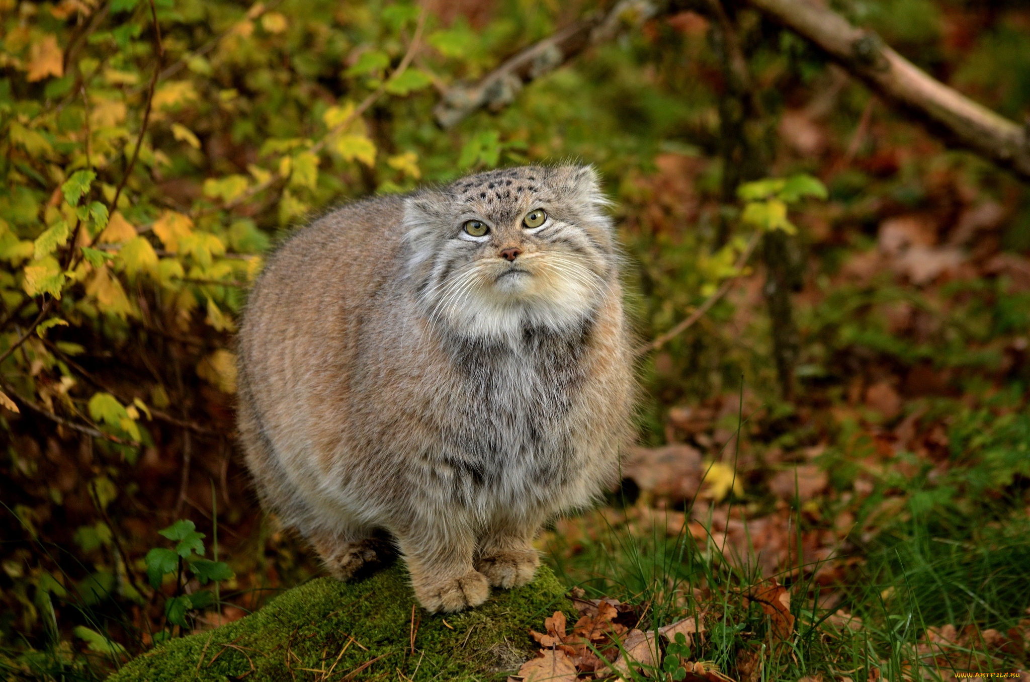 животные, манулы, кот, шерсть, толстый