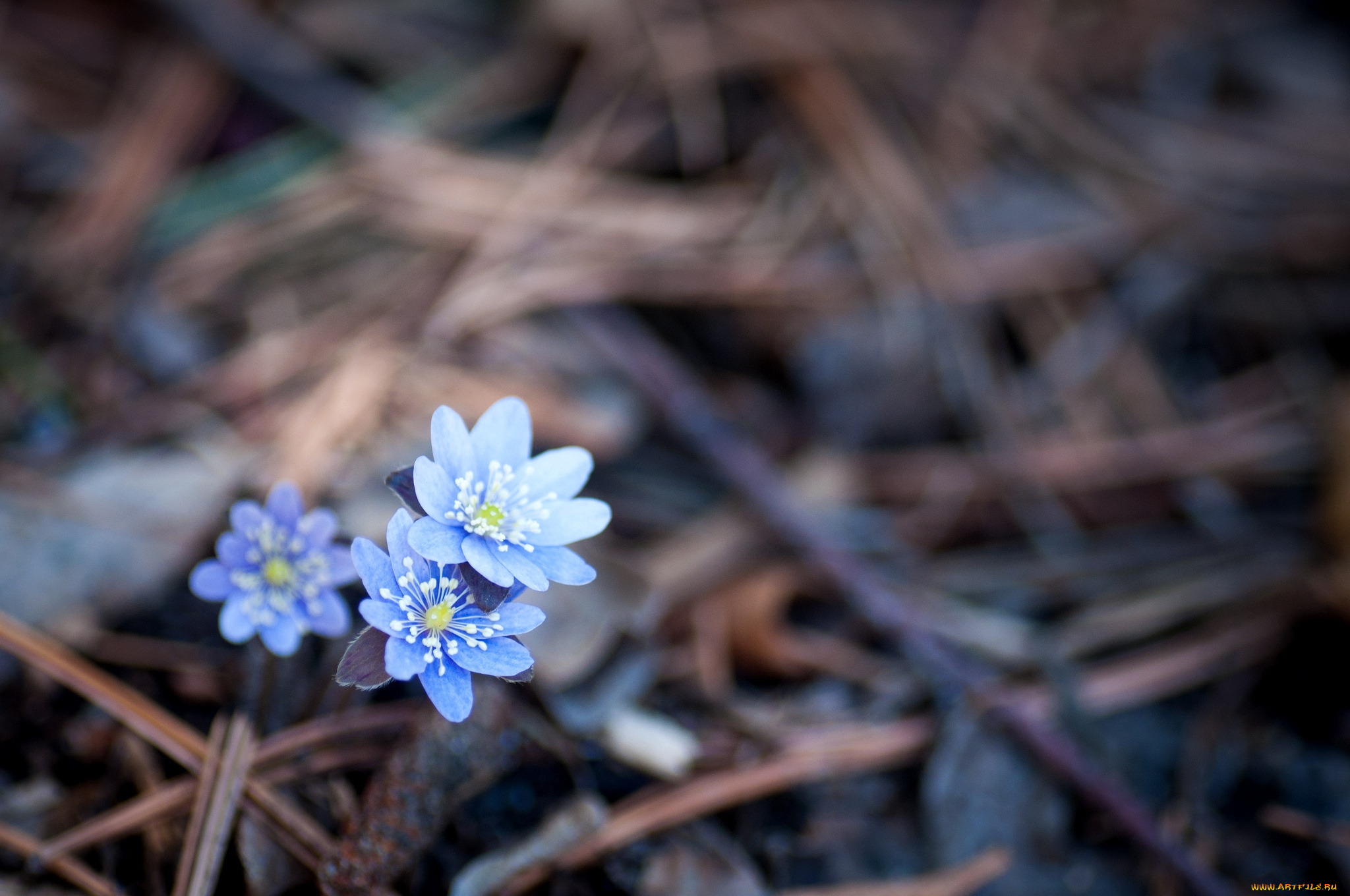 цветы, ветреницы, печёночницы, голубой, печеночницы