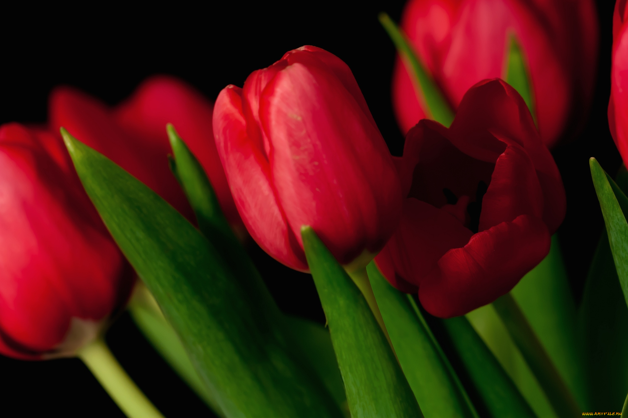 цветы, тюльпаны, красный