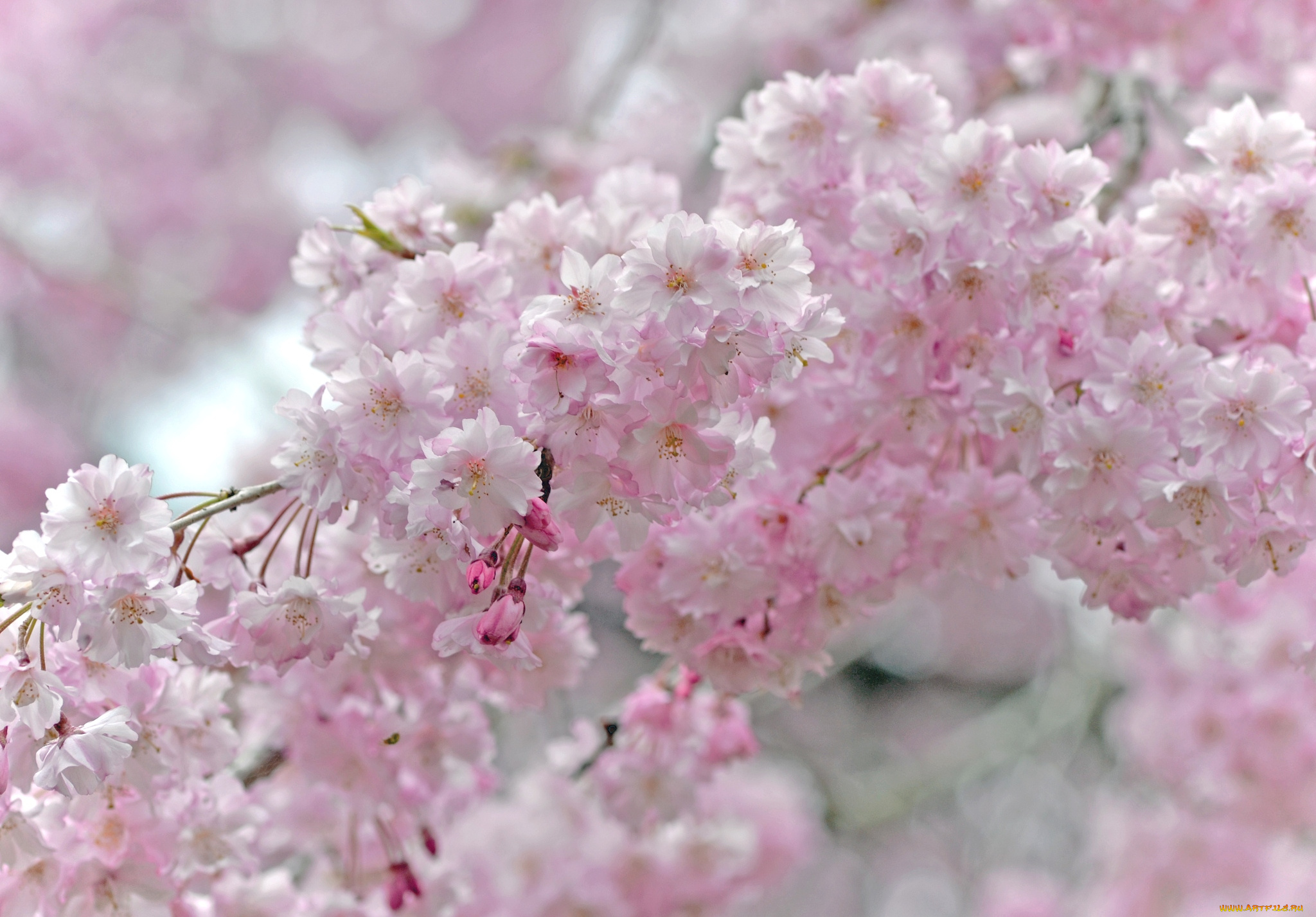цветы, сакура, вишня, цветение, розовый, ветки, весна