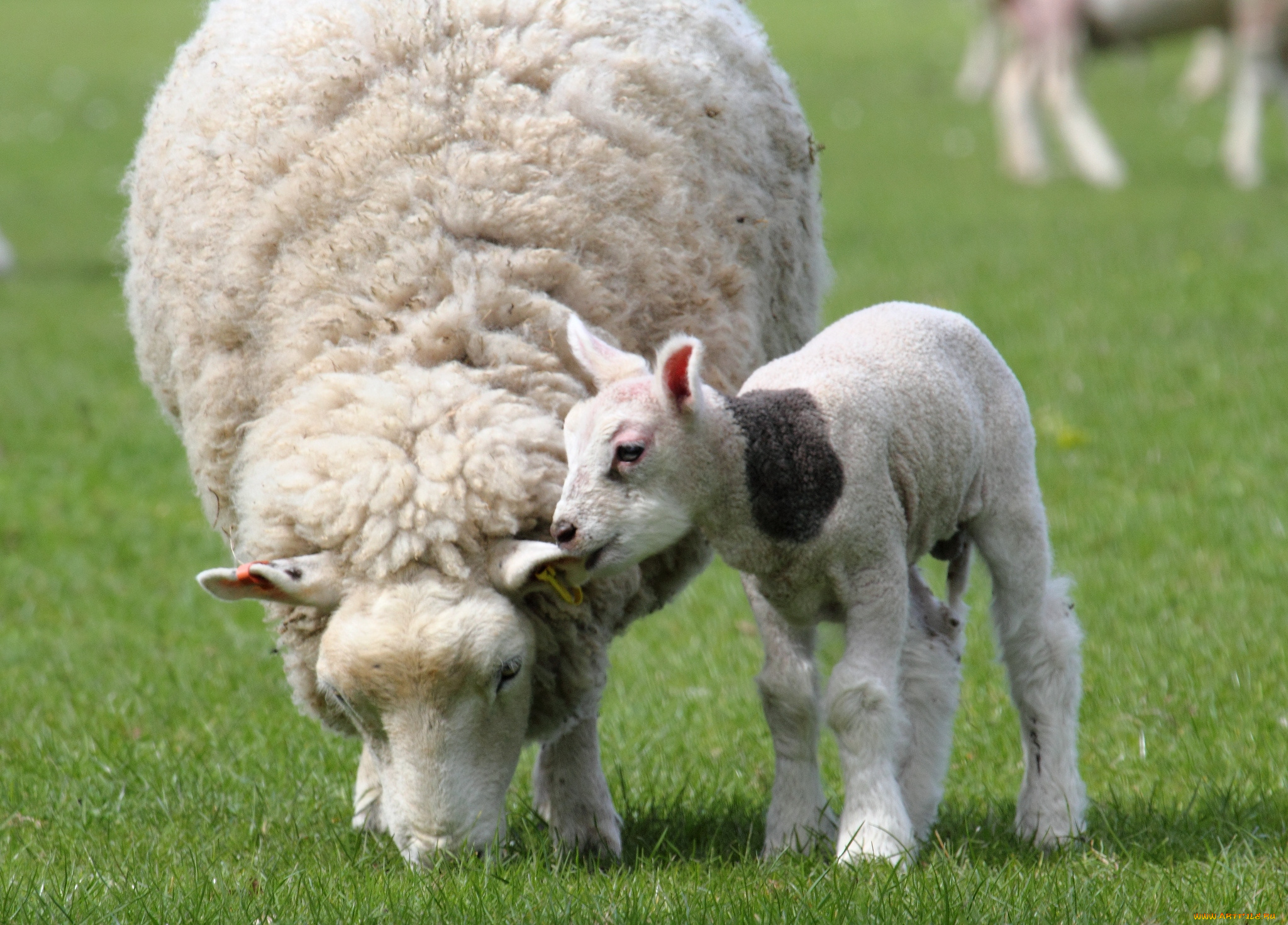 животные, овцы, бараны, мама, малыш, шерсть