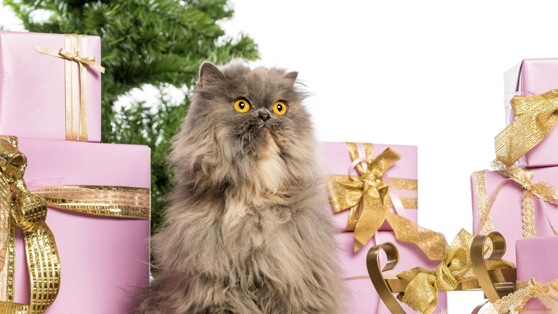животные, коты, новый, год, подарки, коробки, пушистый, перс