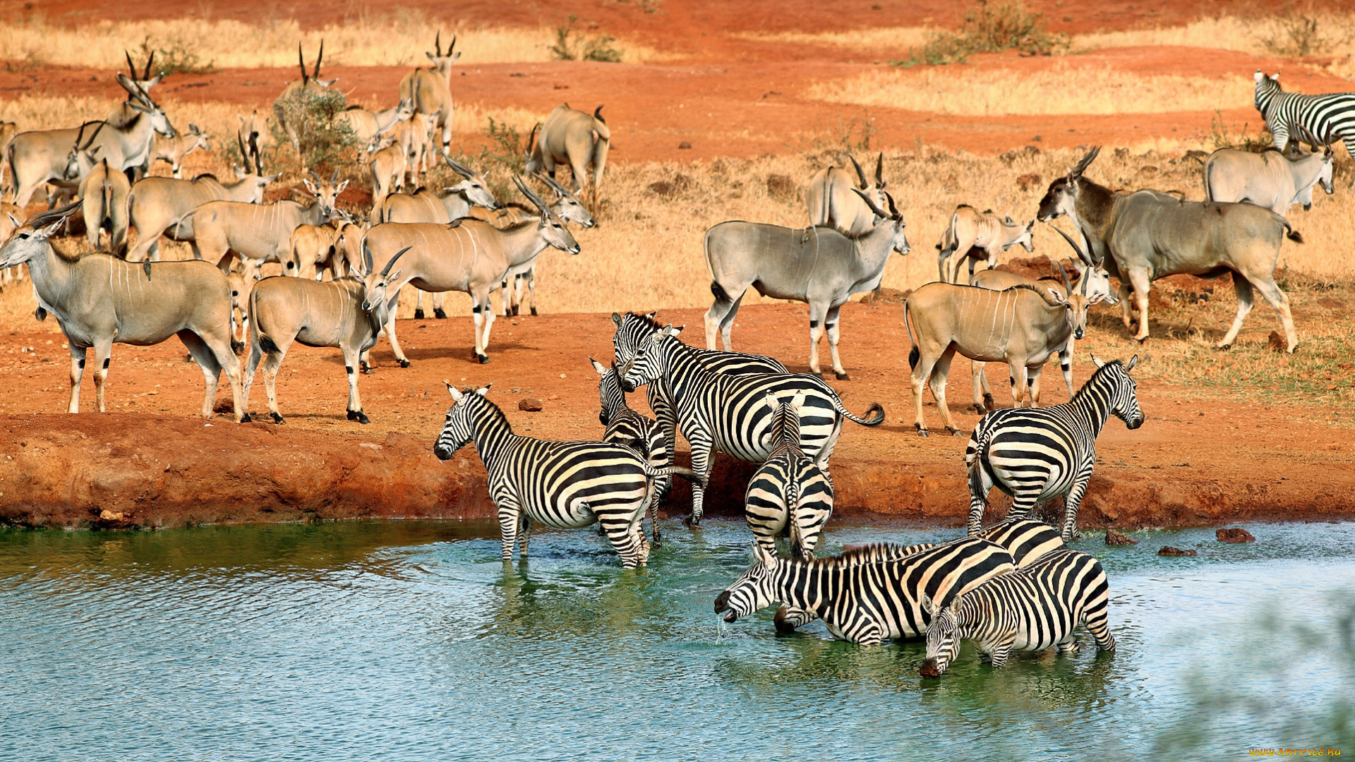 животные, разные, вместе, водопой, зебры, антилопы, саванна, река
