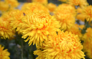Картинка цветы хризантемы желтый