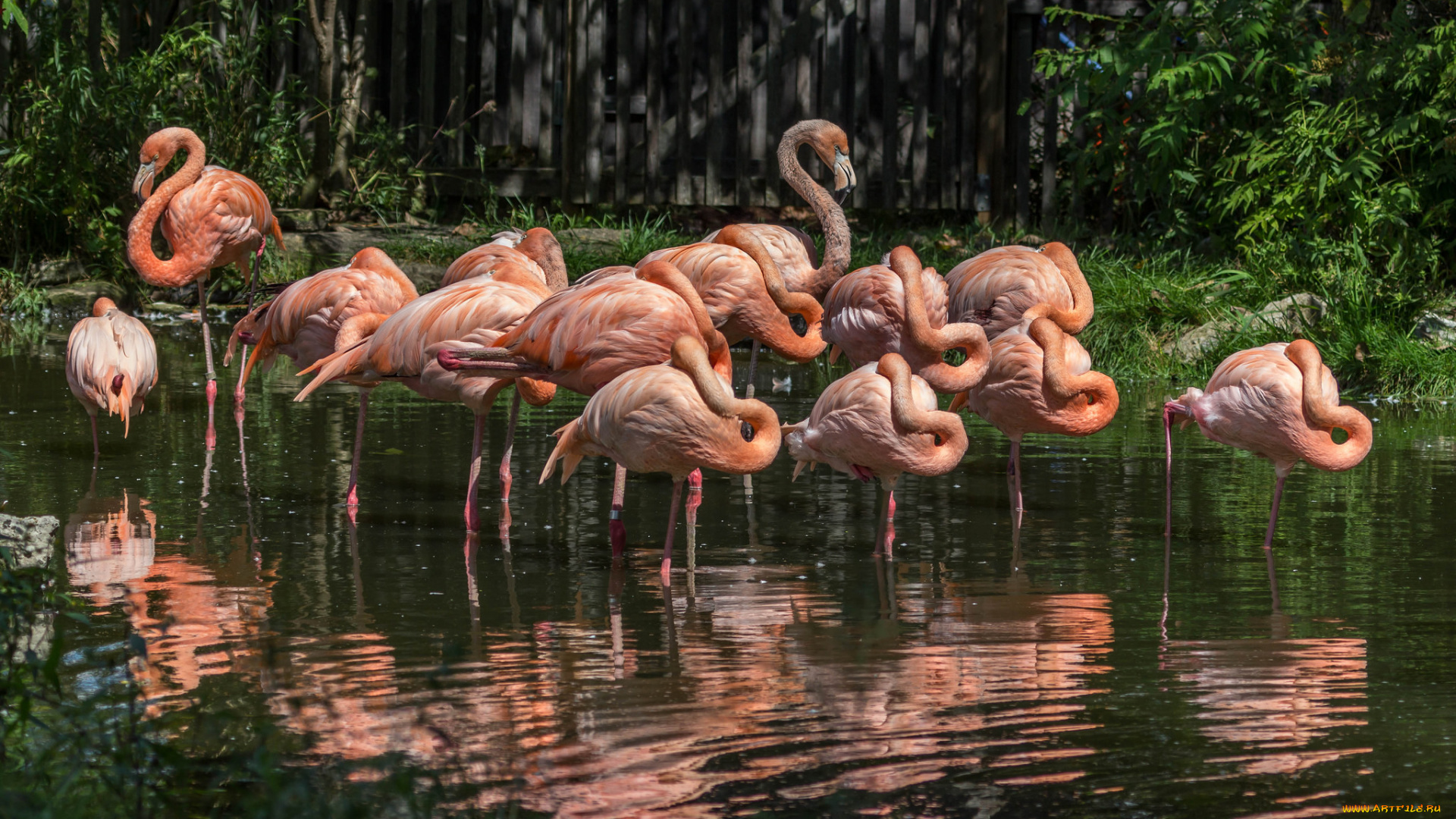 животные, фламинго, озеро