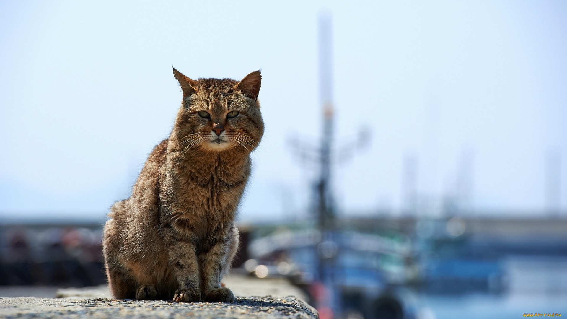 животные, коты, кот, взгляд