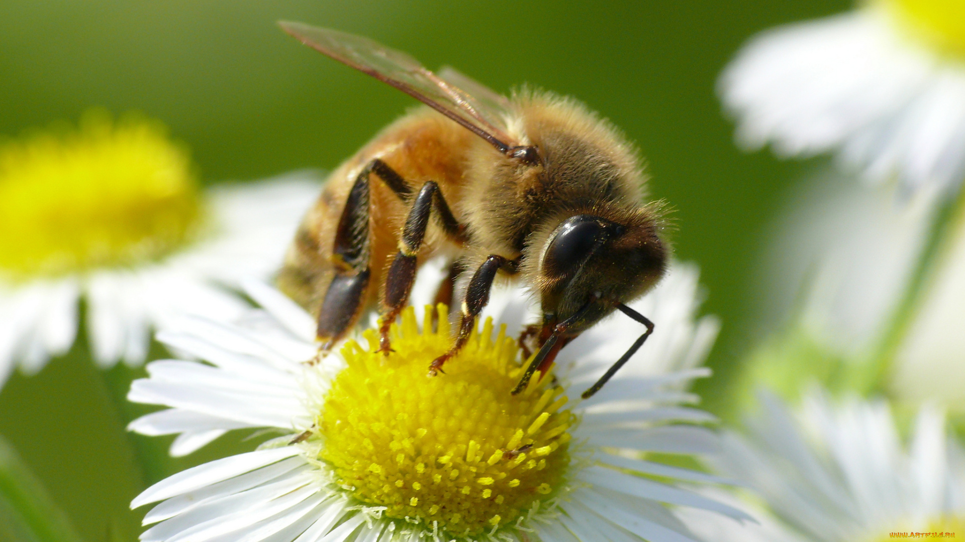 животные, пчелы, , осы, , шмели, ромашка, цветок, насекомое, пчела, макро, фон