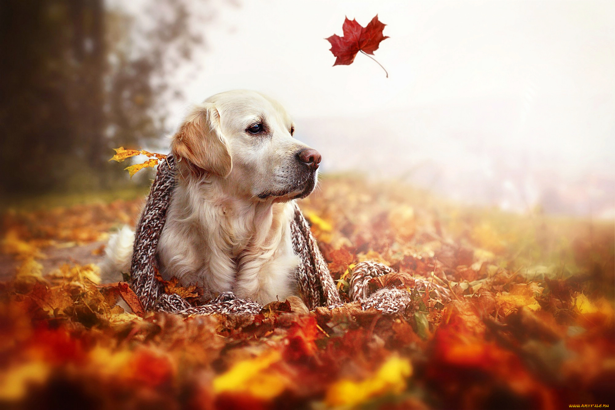 животные, собаки, природа, шарф, осень, листья, ретривер, собака