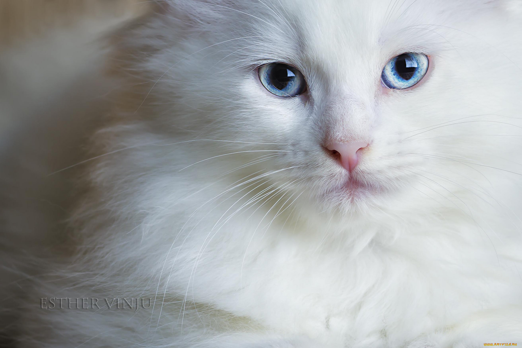 животные, коты, киса, коте, котёнок, белый, голубые, глаза, взгляд