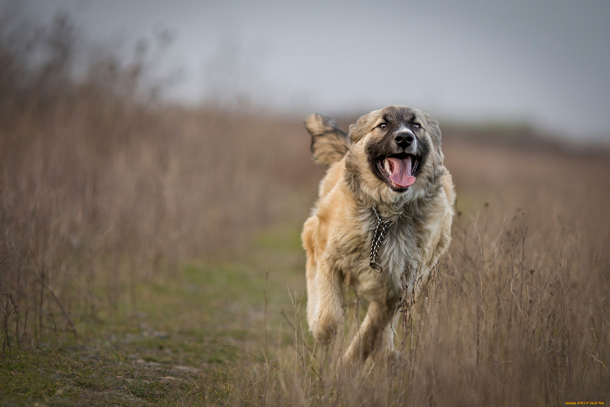 Dog is running