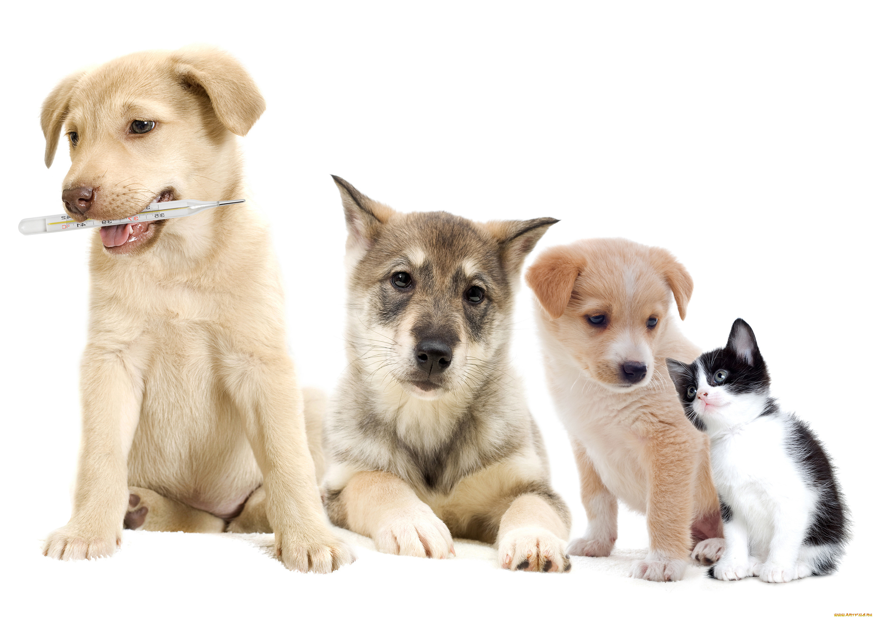 животные, разные, вместе, собаки, щенки, градусник, котенок, фон, белый, разные