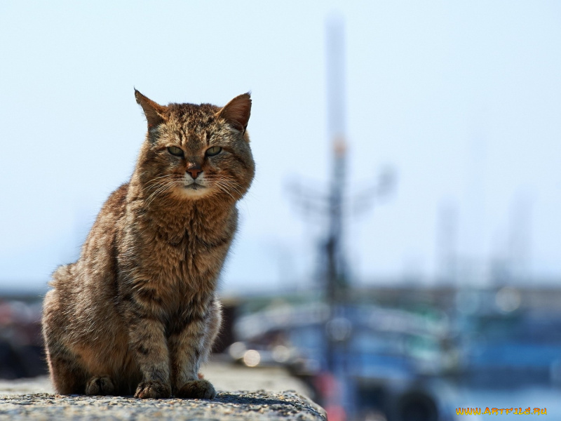 Позже увидишь. Кошка на улице. A Cat on hot Bricks. Like a Cat on hot Bricks( on a hot tin Roof ). Be like a Cat on hot Bricks.