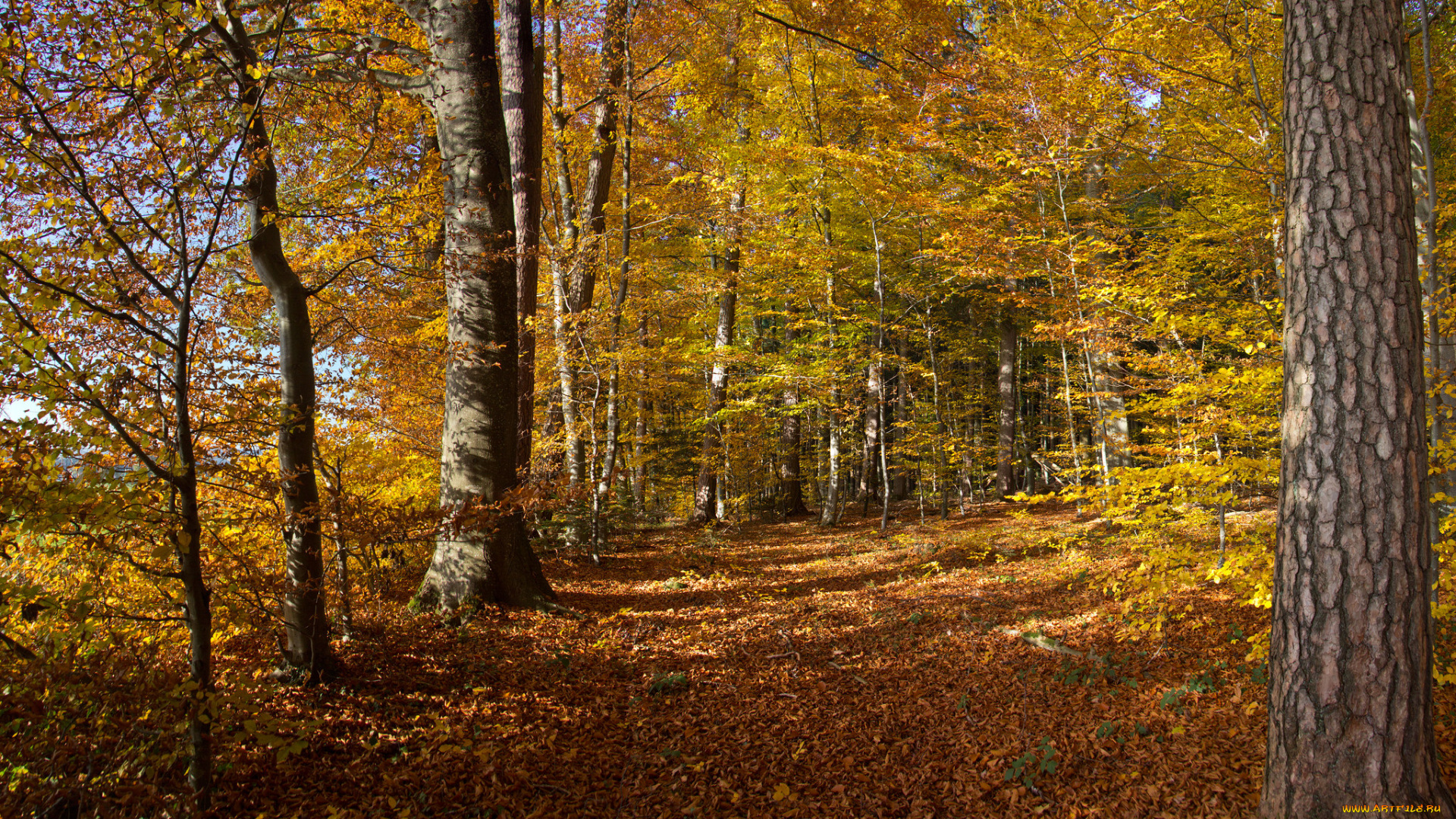 природа, дороги, осень, лес