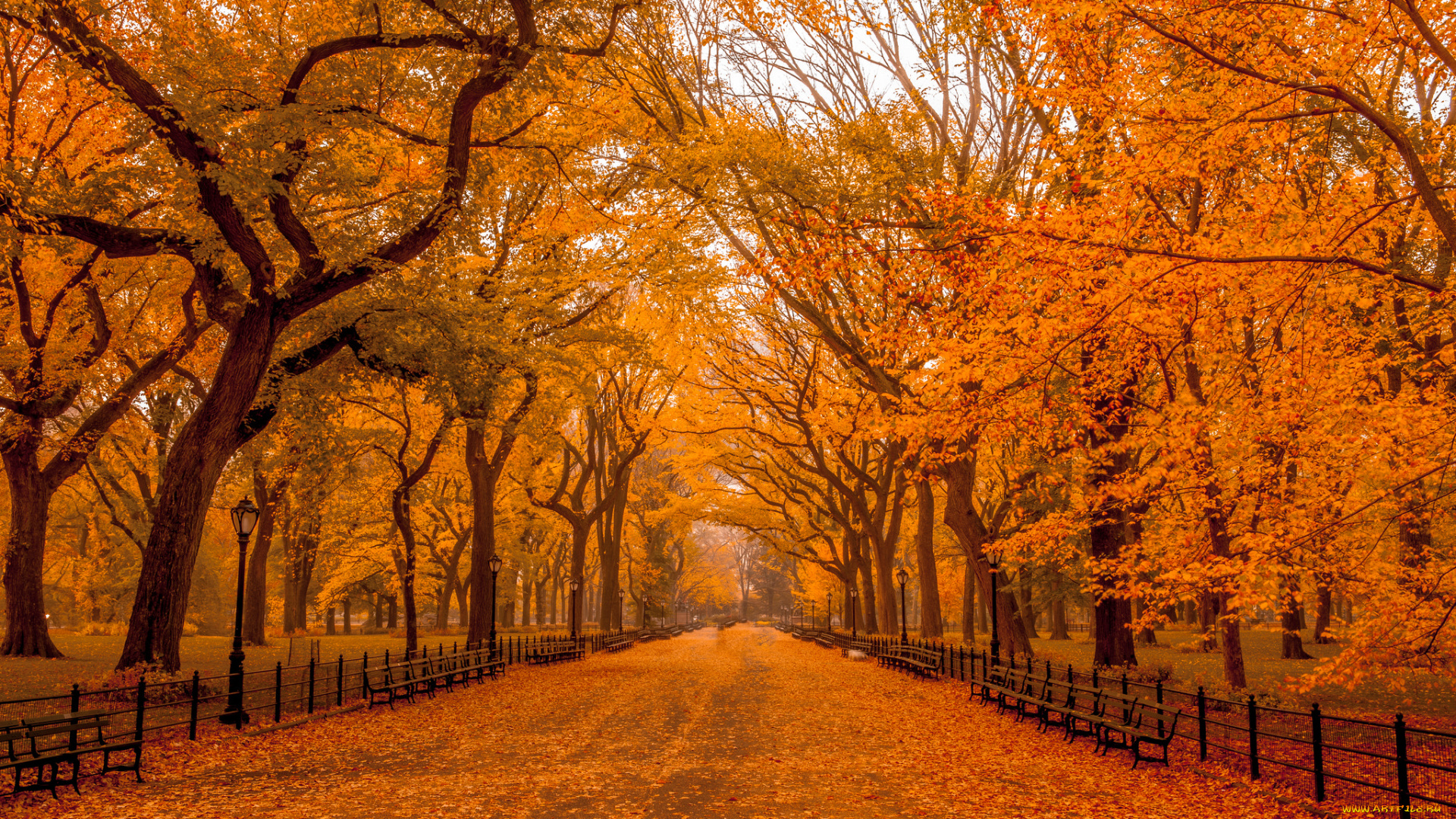 природа, парк, осень, дорога, деревья