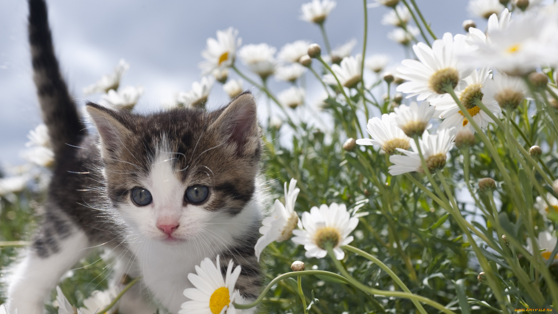 животные, коты, кошки, мило, ромашки, серый, котенок, лето, цветы