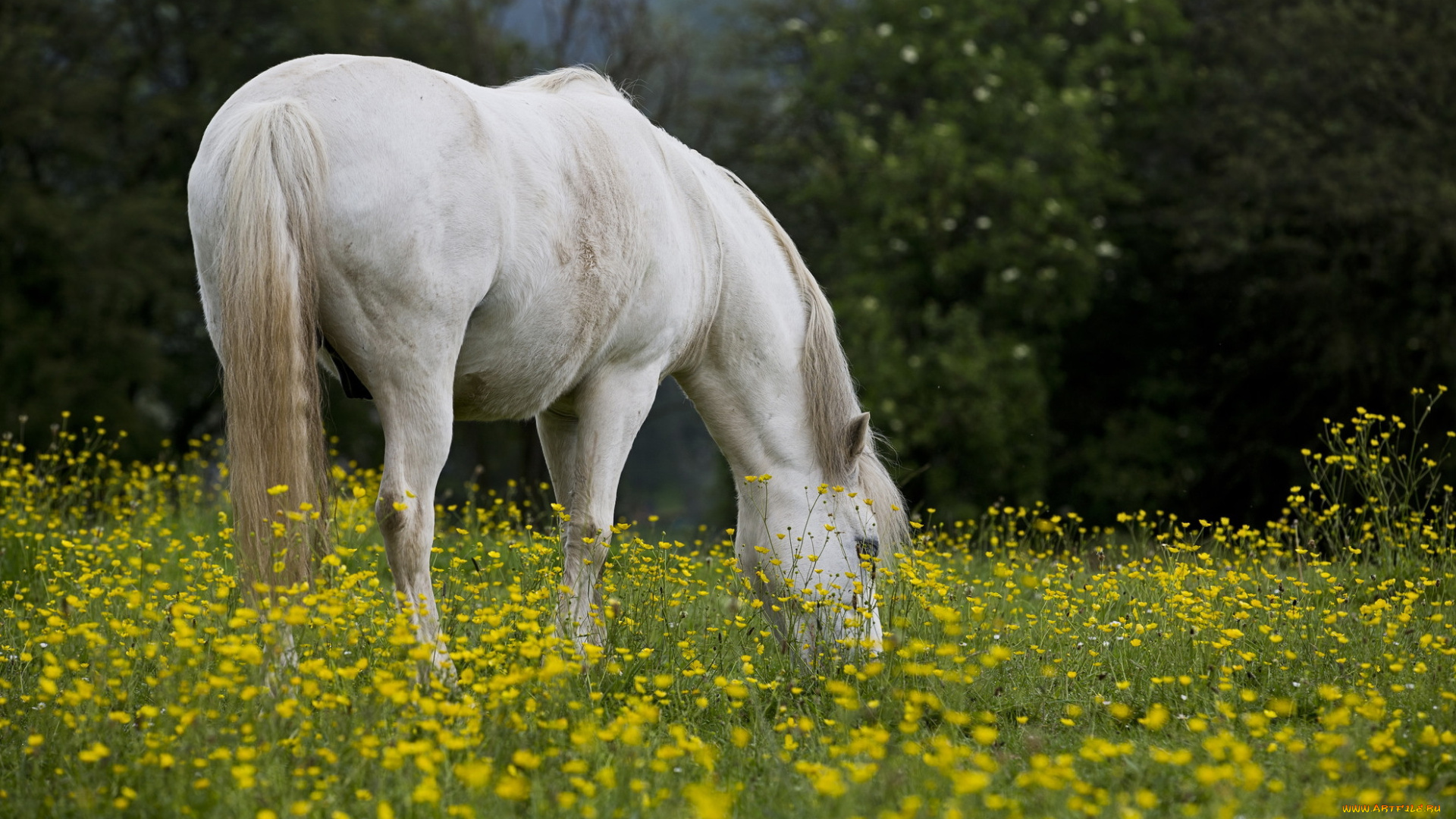 животные, лошади, цветы, лето, фон, лошадь