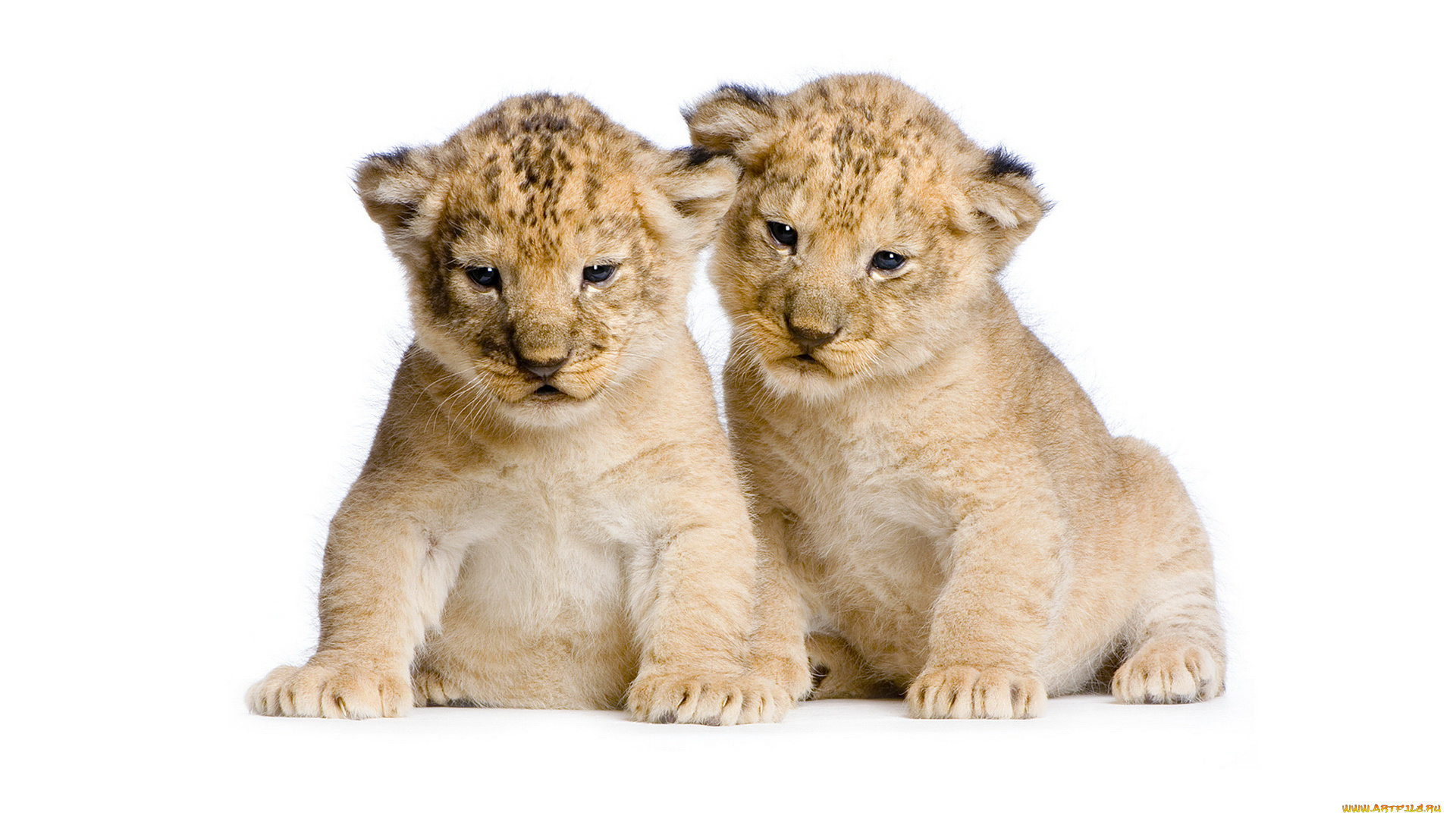 животные, львы, лев, львенок, львята, двое, два, пара, дикие, кошки, сидят, милые, белый, фон, фотосессия