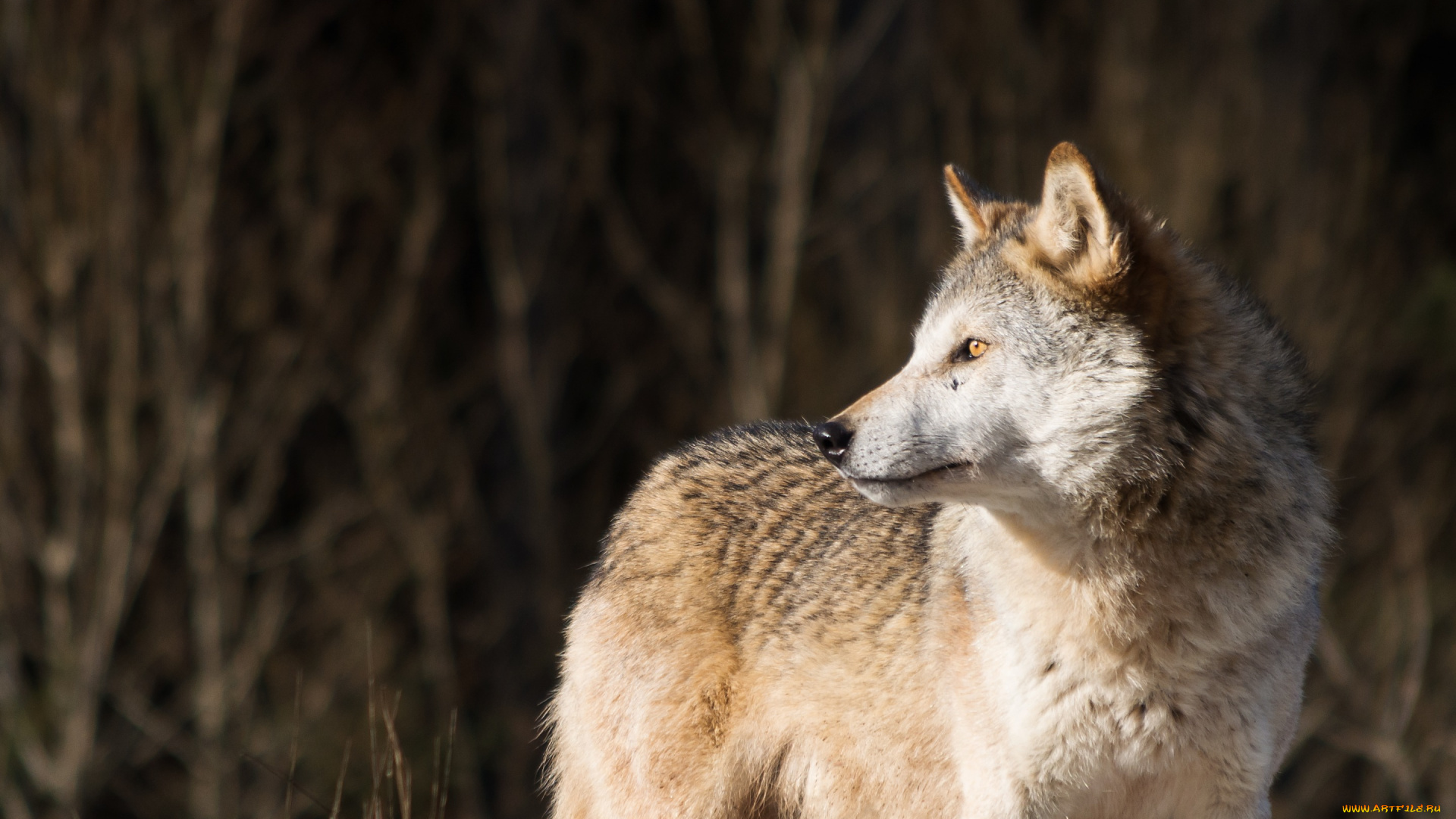 животные, волки, , койоты, , шакалы, волк, wolf, хищник, взгляд