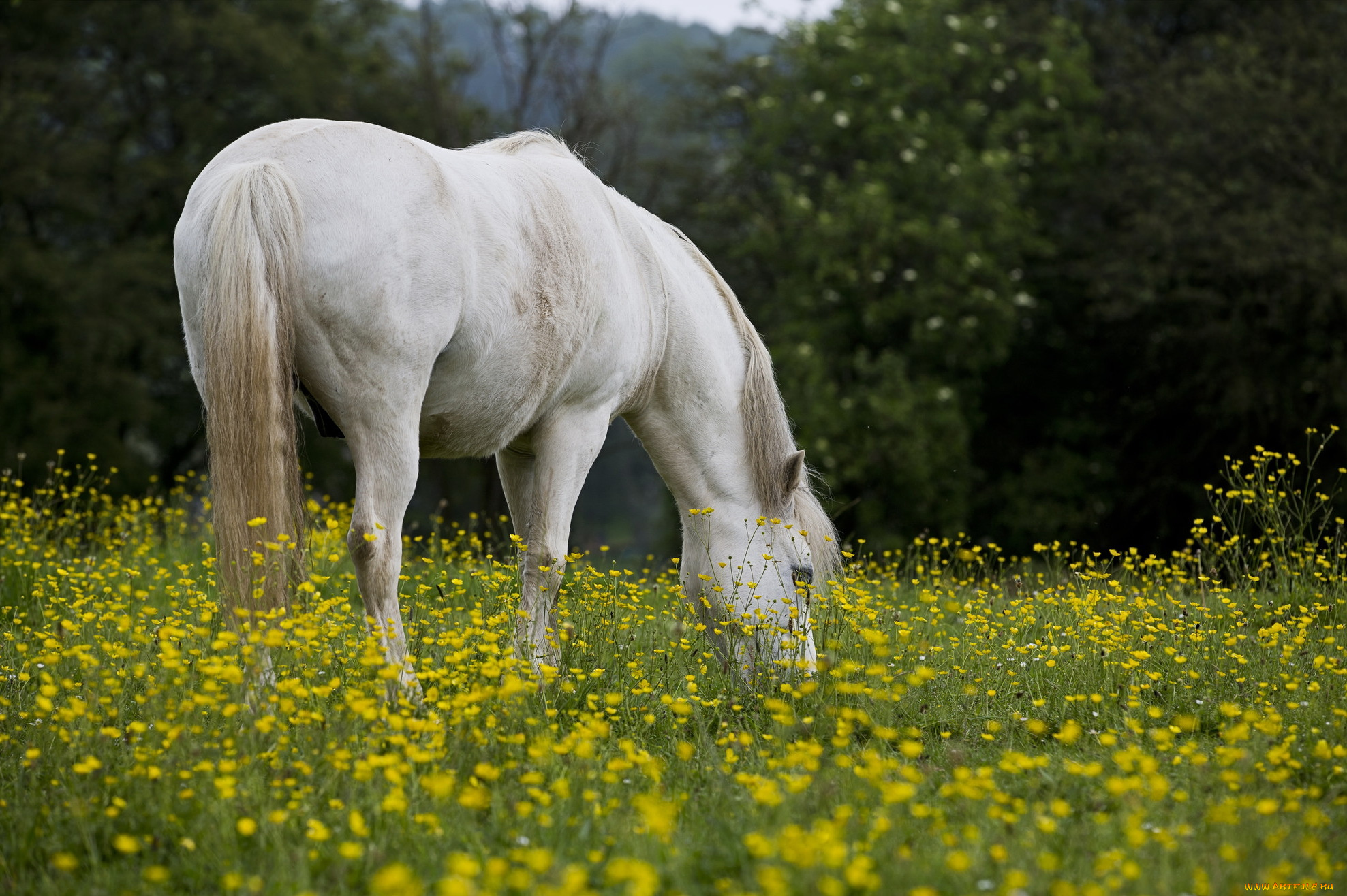 животные, лошади, цветы, лето, фон, лошадь