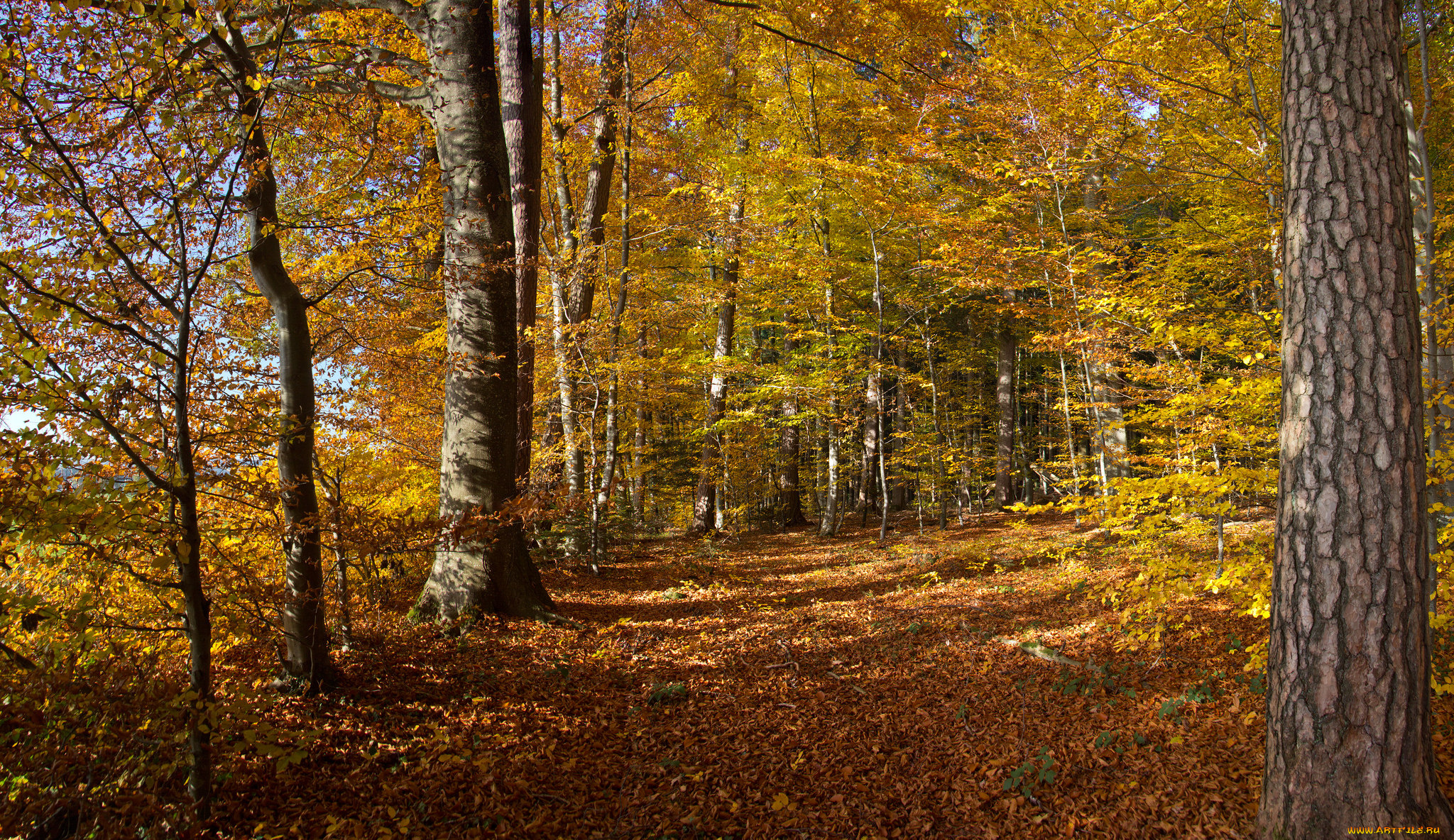 природа, дороги, осень, лес