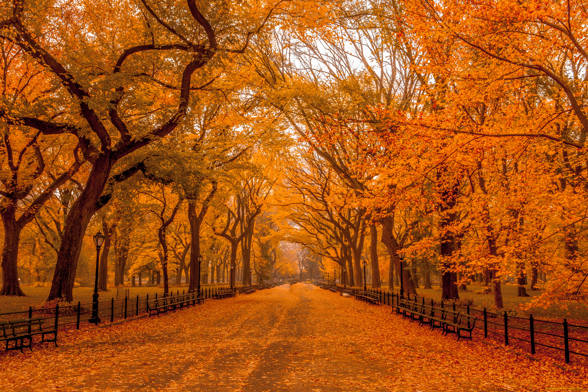 природа, парк, осень, дорога, деревья