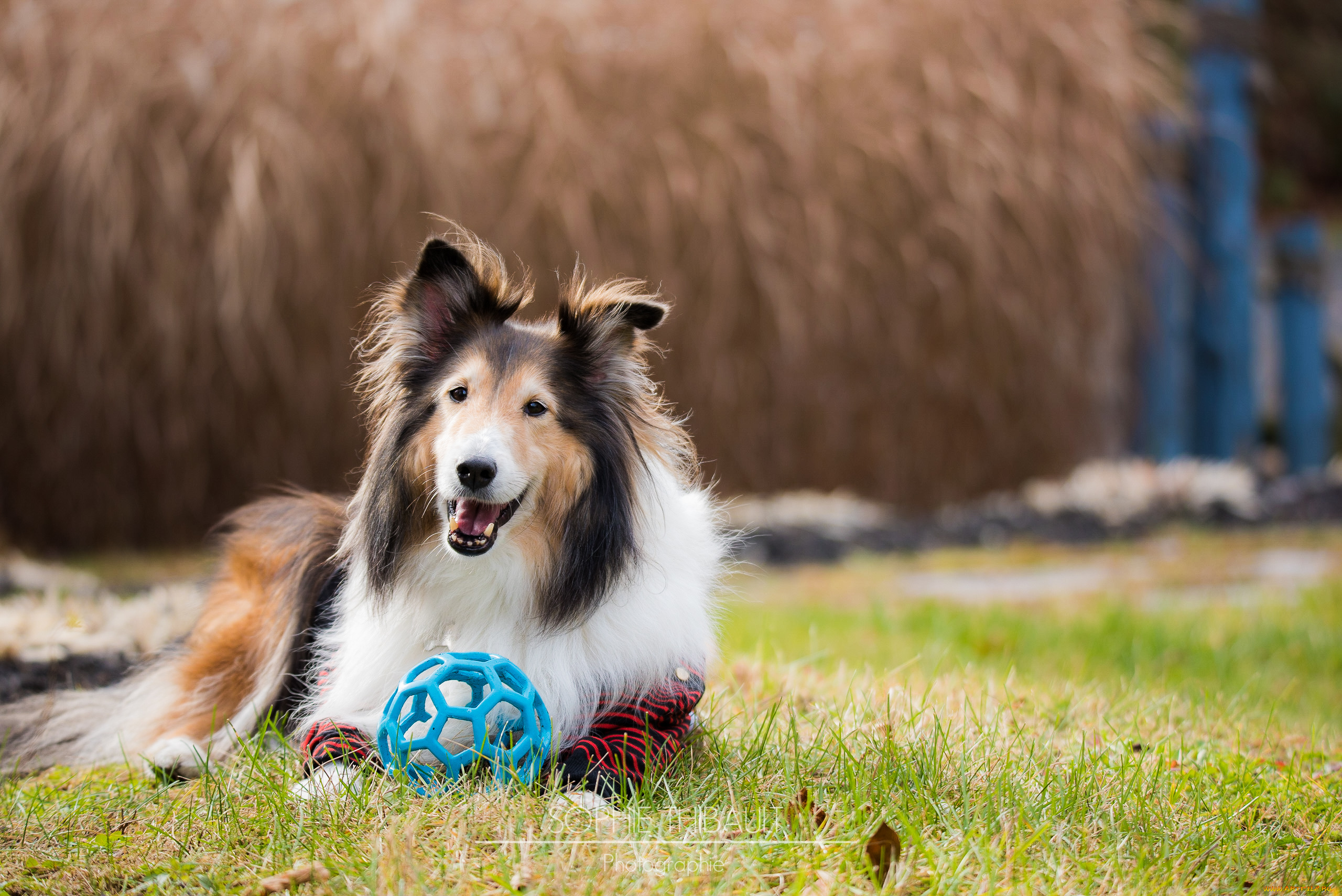 Собака с мячиком без смс