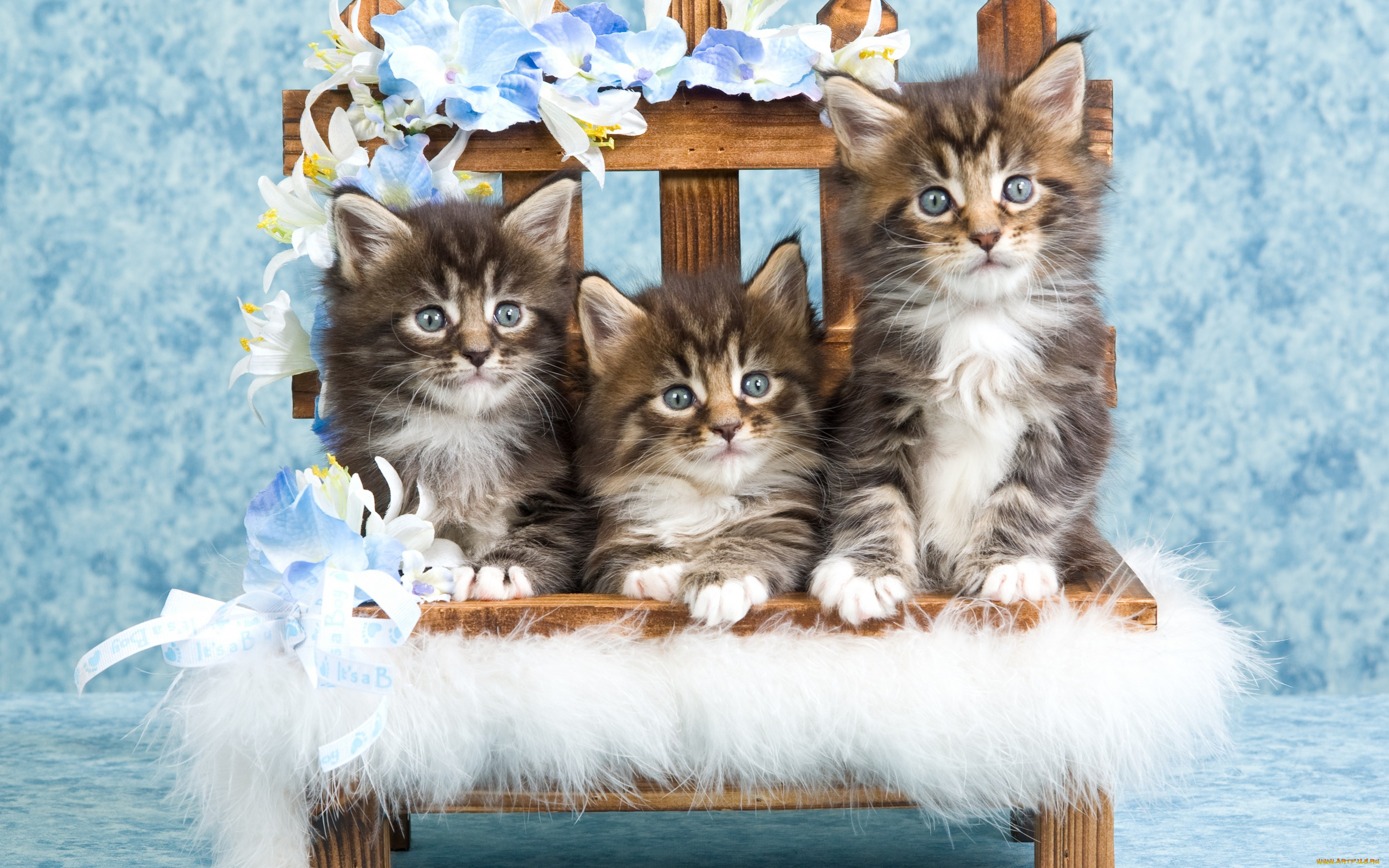 животные, коты, милые, серые, котята, пушистые, полосатые, кошки, голубой, фон, мех, цветы, ящик, забор, деревянный