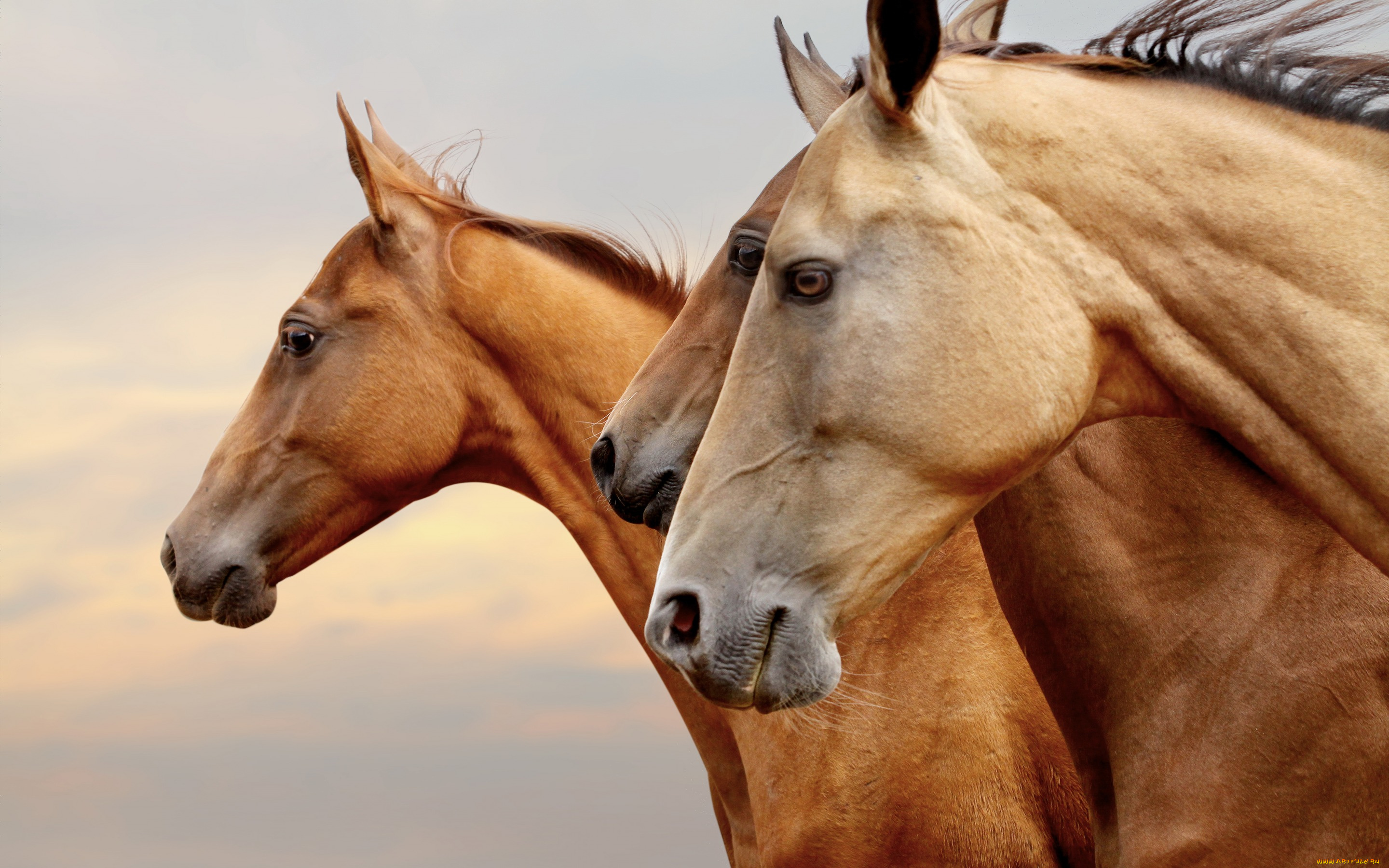 животные, лошади, кони, рыжие, коричневые, три, тройка, профиль, портрет, морды, глаза
