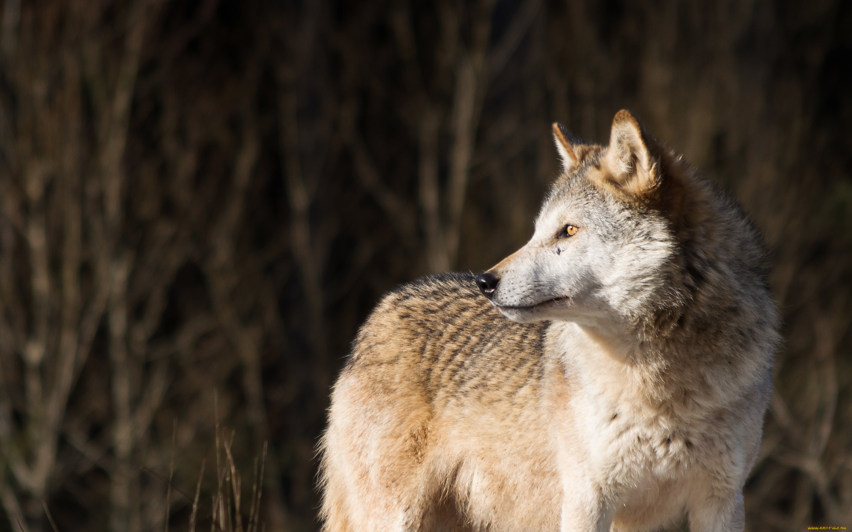 животные, волки, , койоты, , шакалы, волк, wolf, хищник, взгляд